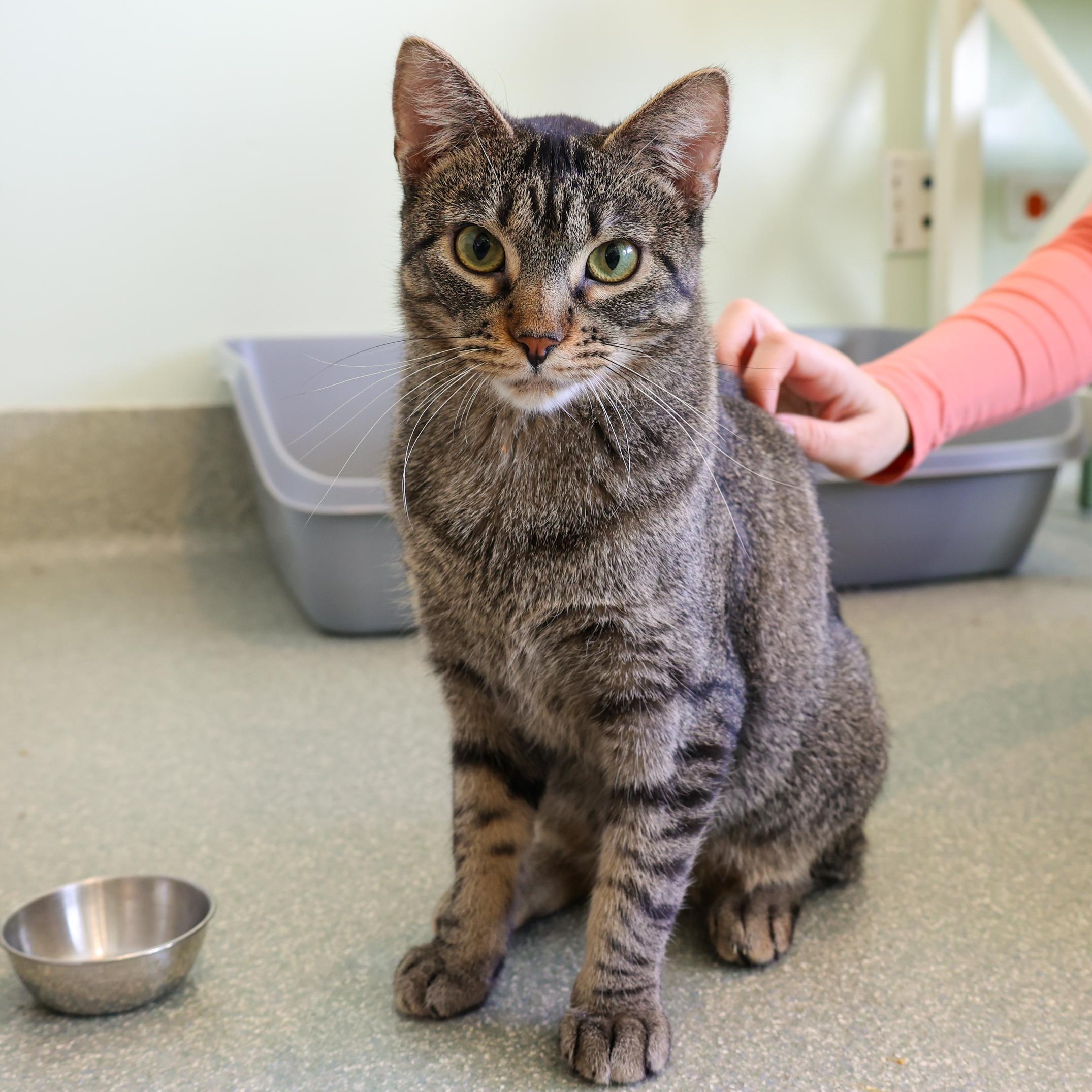 Satay, ADOPTABLE, Adult Male Domestic Short Hair.