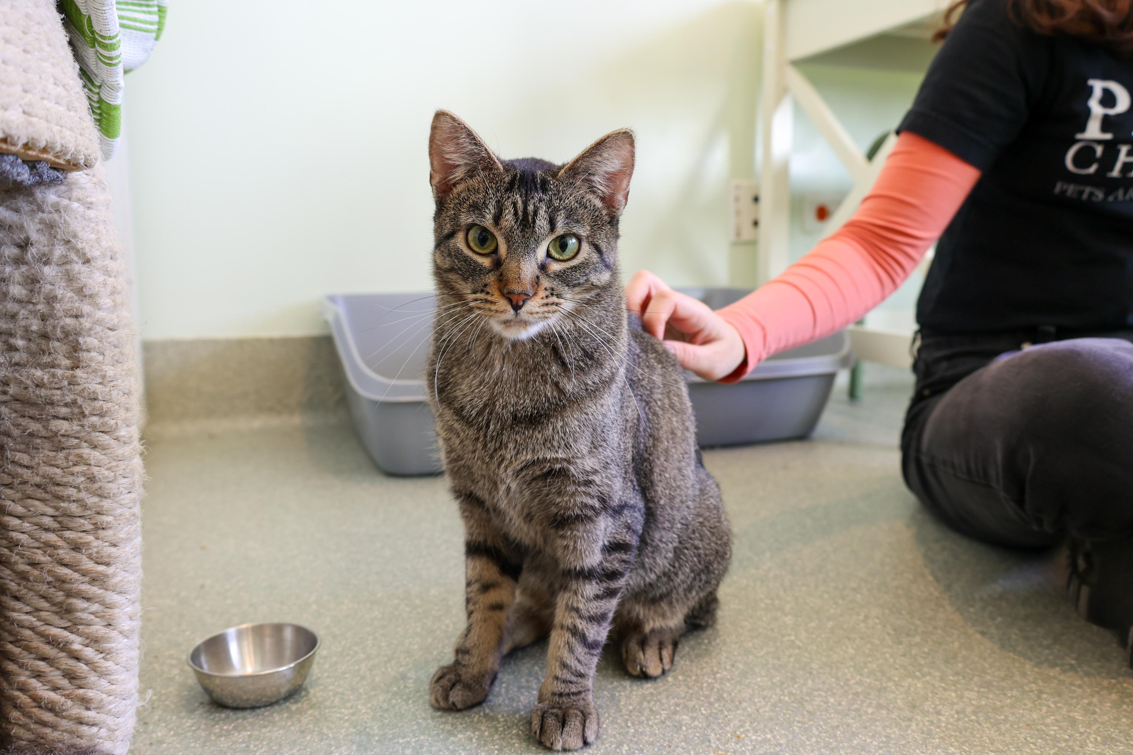Enlarge Satay, a ADOPTABLE Domestic Short Hair in Chicago, IL image 5/6