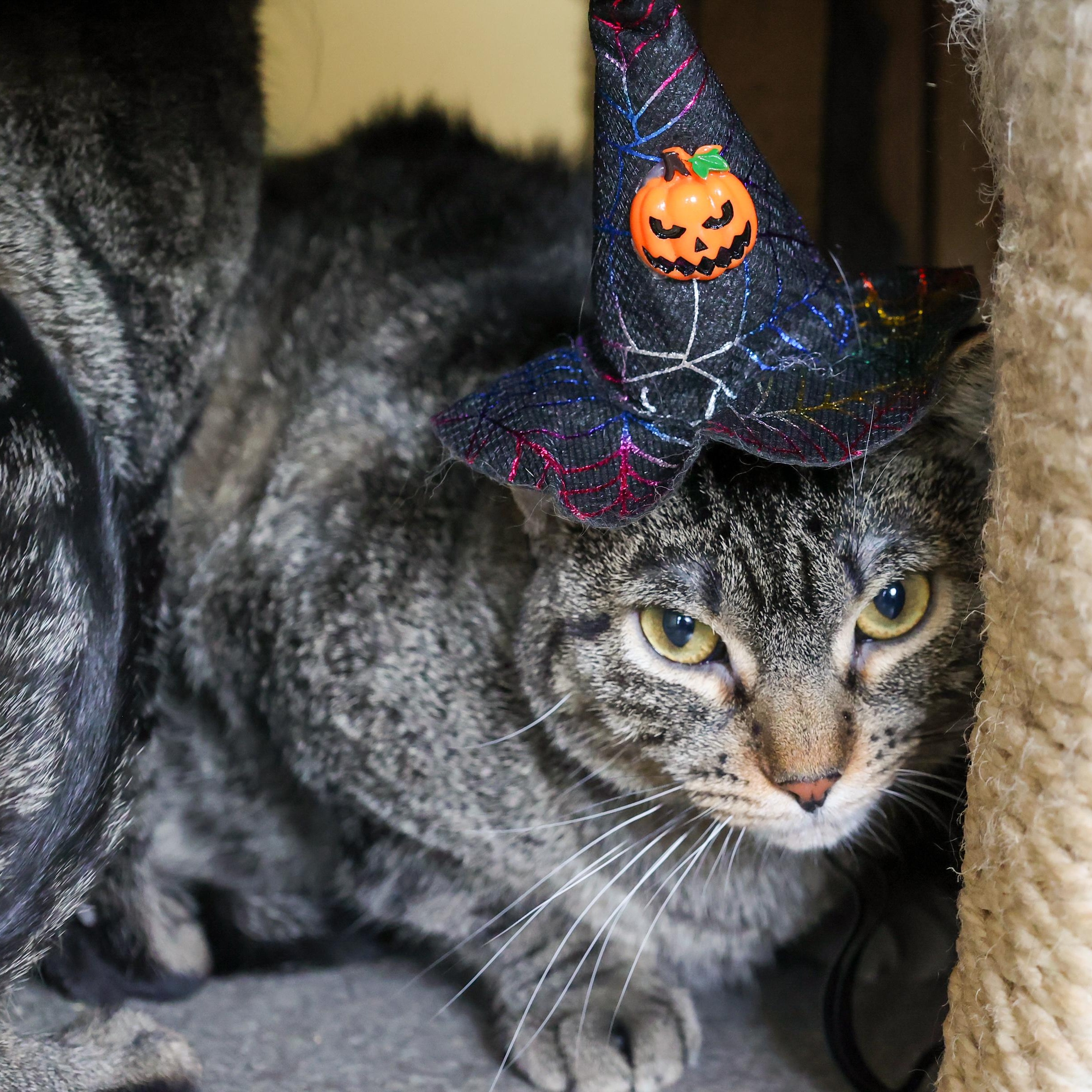 Enlarge Satay, a ADOPTABLE mixed breed in Chicago, IL image 3/5