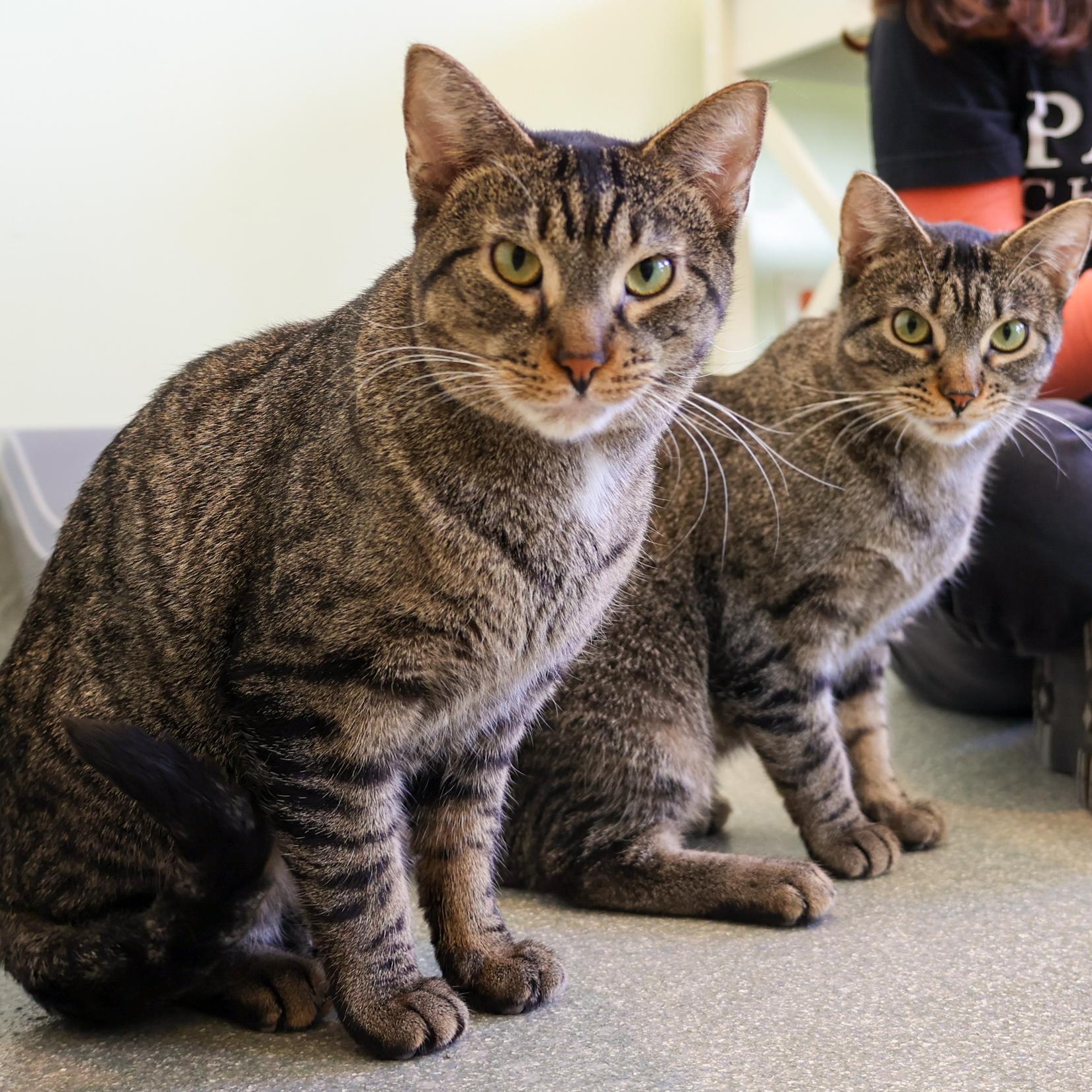 Enlarge Satay, a ADOPTABLE mixed breed in Chicago, IL image 2/5