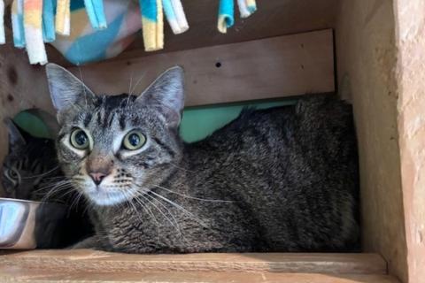 Enlarge Satay, a ADOPTABLE Domestic Short Hair in Chicago, IL image 1/6
