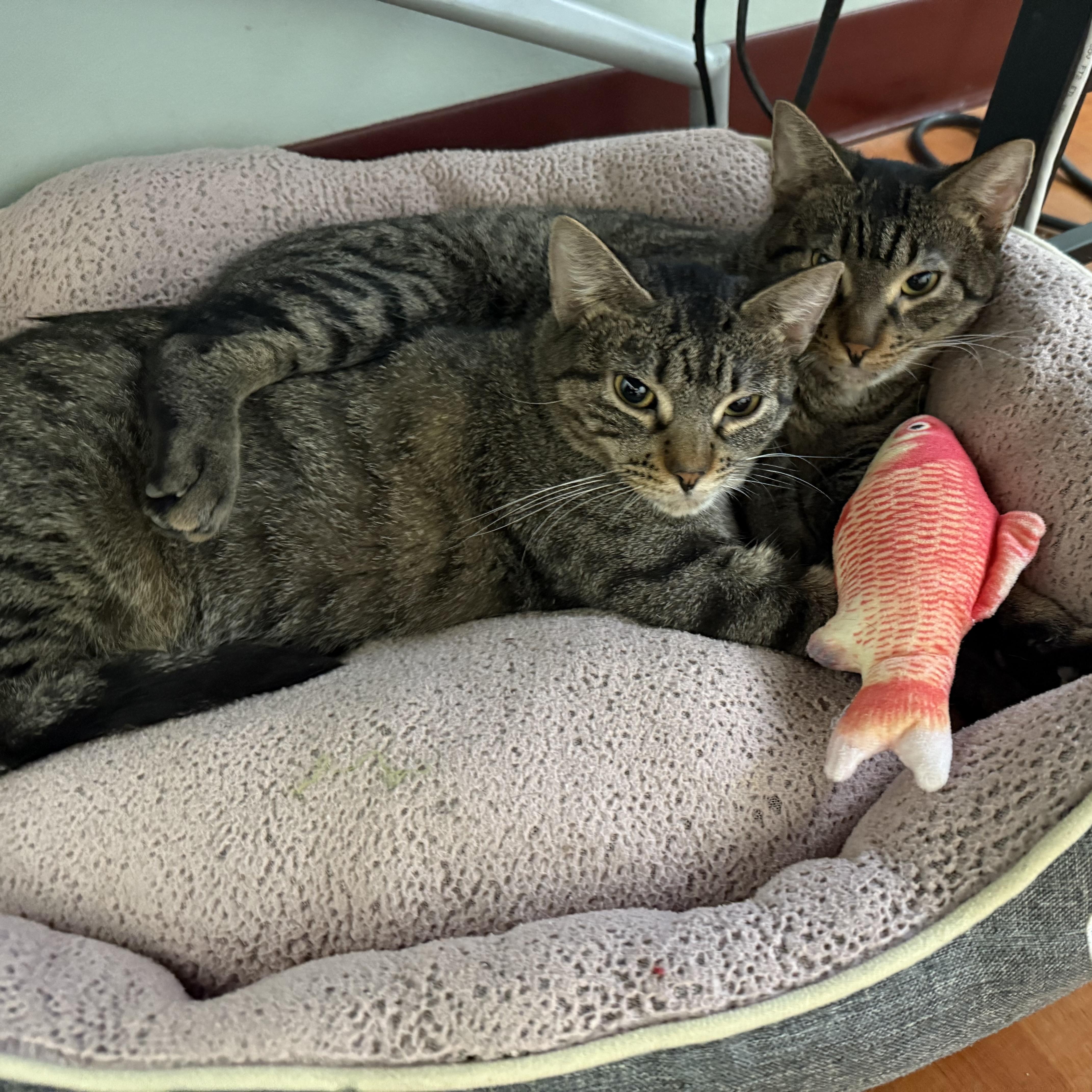 Enlarge Satay, a ADOPTABLE mixed breed in Chicago, IL image 4/5