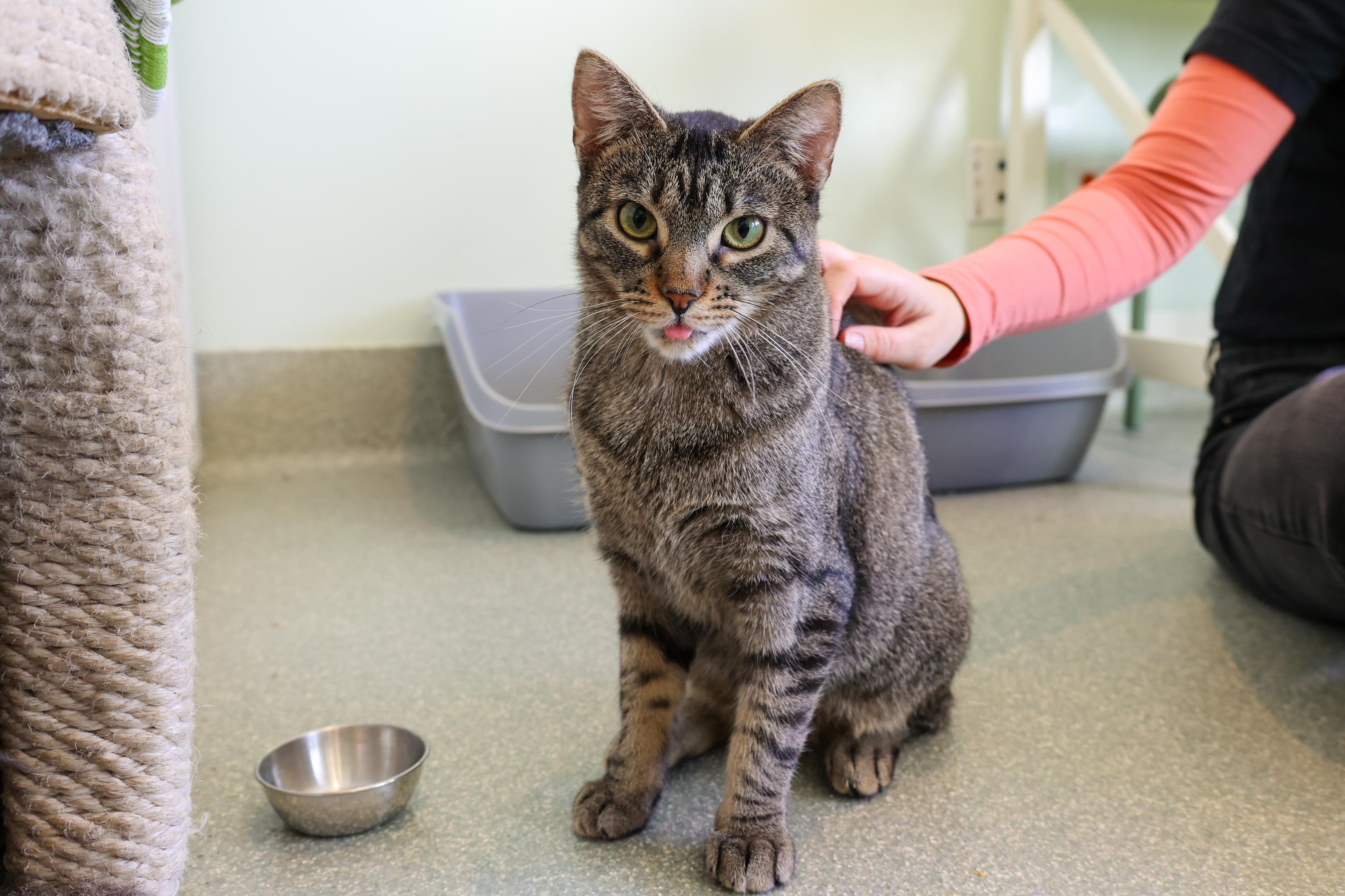 Enlarge Satay, a ADOPTABLE Domestic Short Hair in Chicago, IL image 3/6
