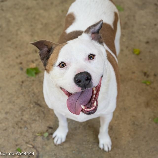 COSMO, Adoptable, Senior Male Pit Bull Terrier.