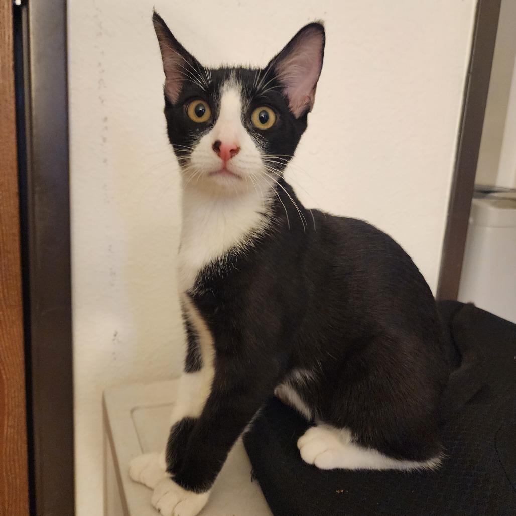 Virgil — thumbnail 2