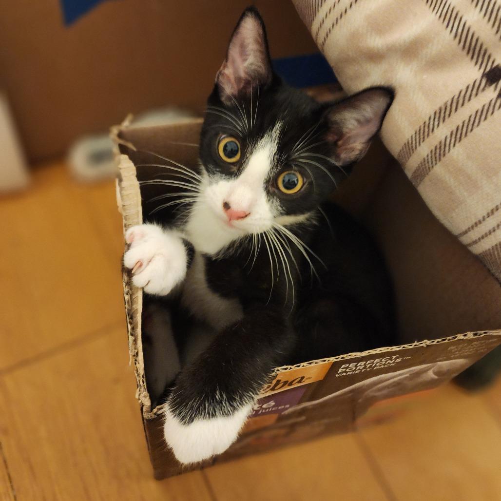 Virgil — thumbnail 4