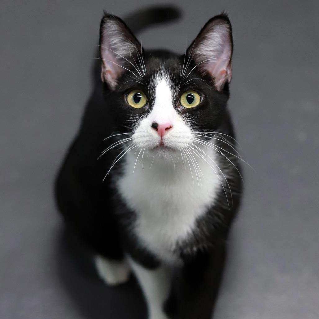 Virgil — thumbnail 5