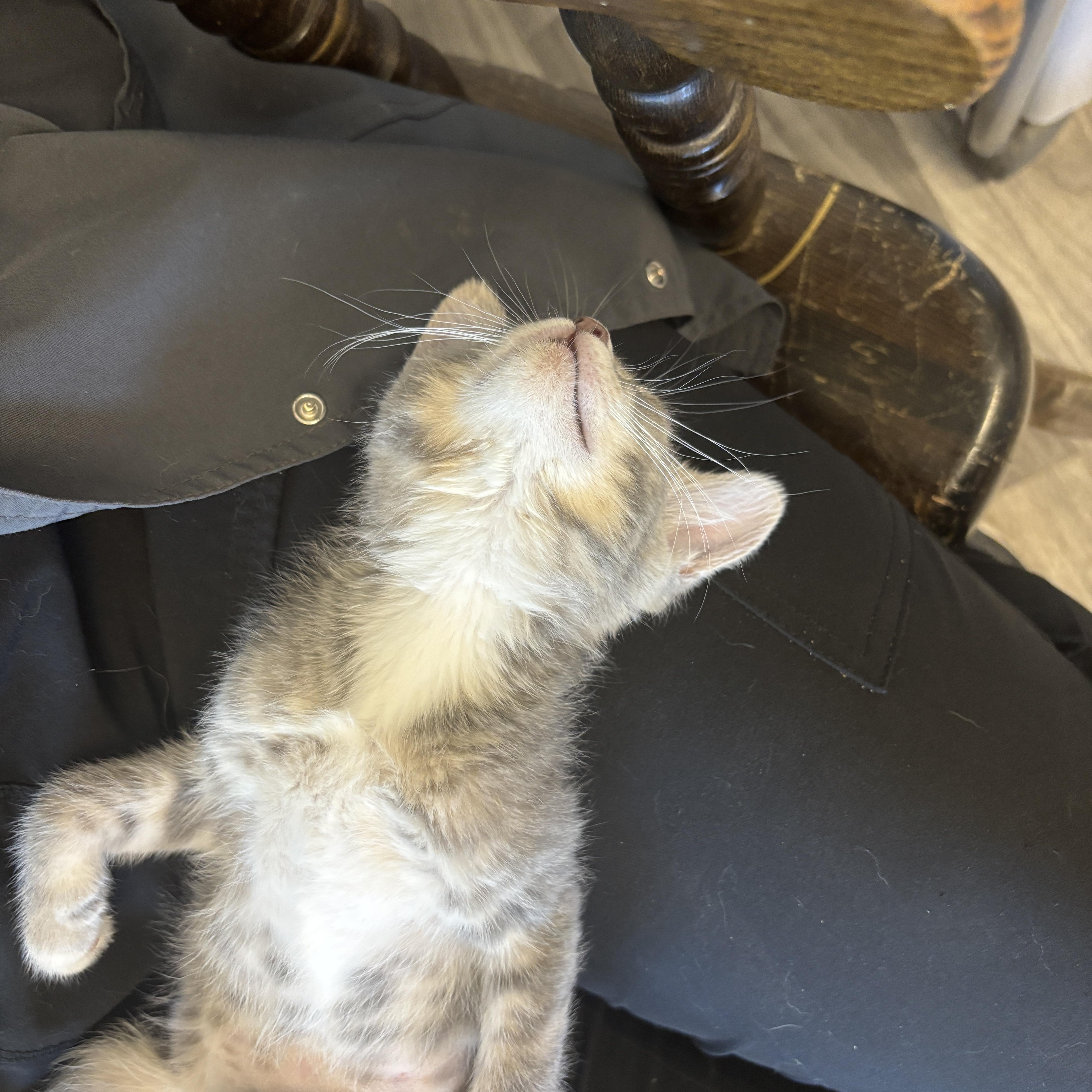 Enlarge Rosemary, an adopted Domestic Short Hair in Ridgway, CO image 6/6