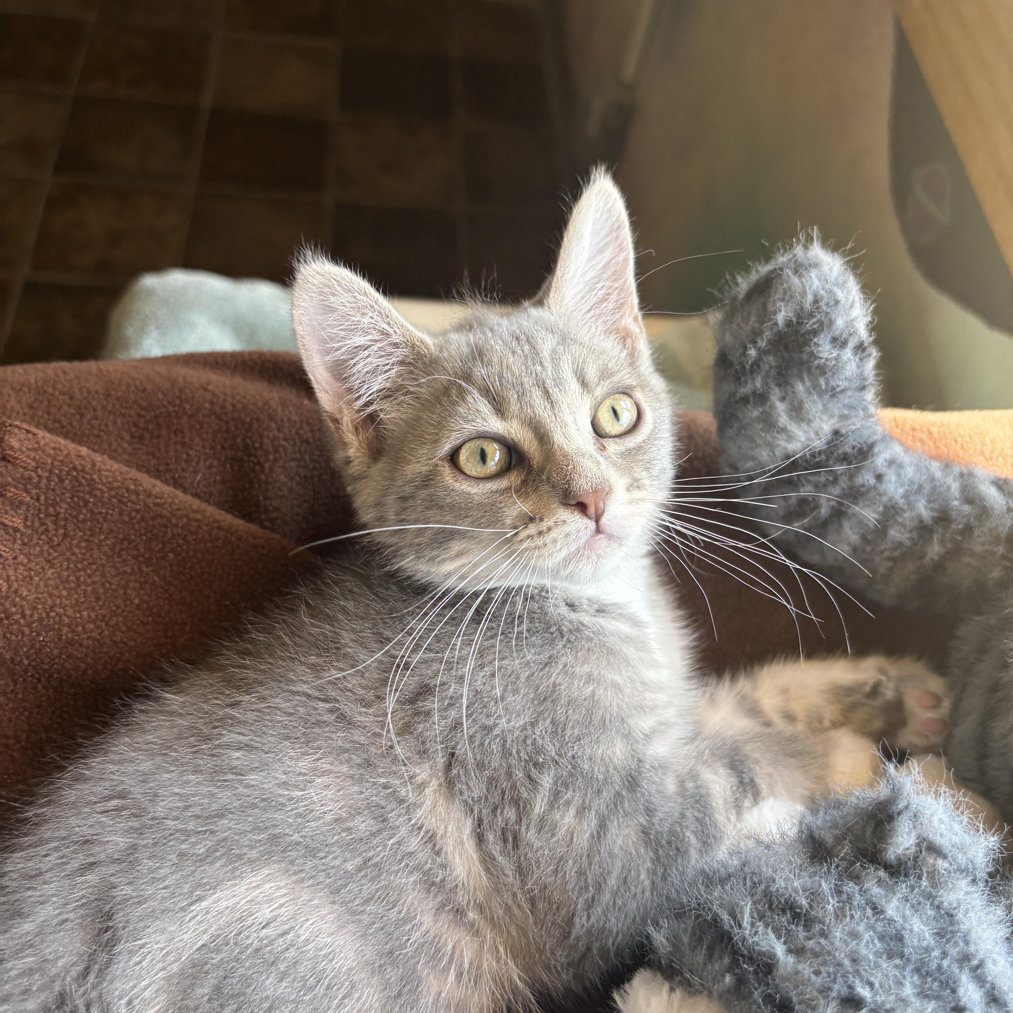 Enlarge Rosemary, an adopted Domestic Short Hair in Ridgway, CO image 3/6