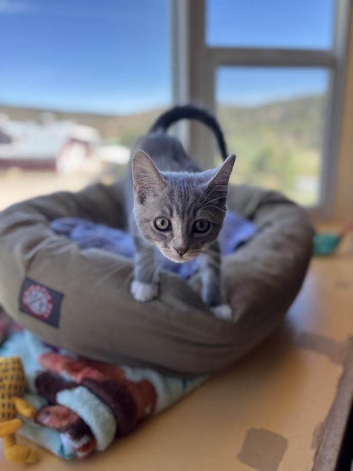Enlarge Rosemary, an adopted Domestic Short Hair in Ridgway, CO image 2/6