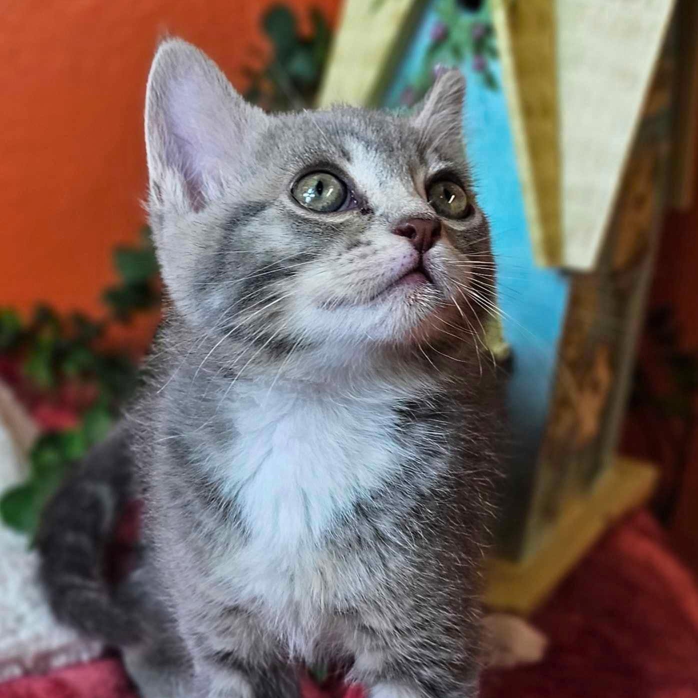 Enlarge Rosemary, an adopted Domestic Short Hair in Ridgway, CO image 4/6