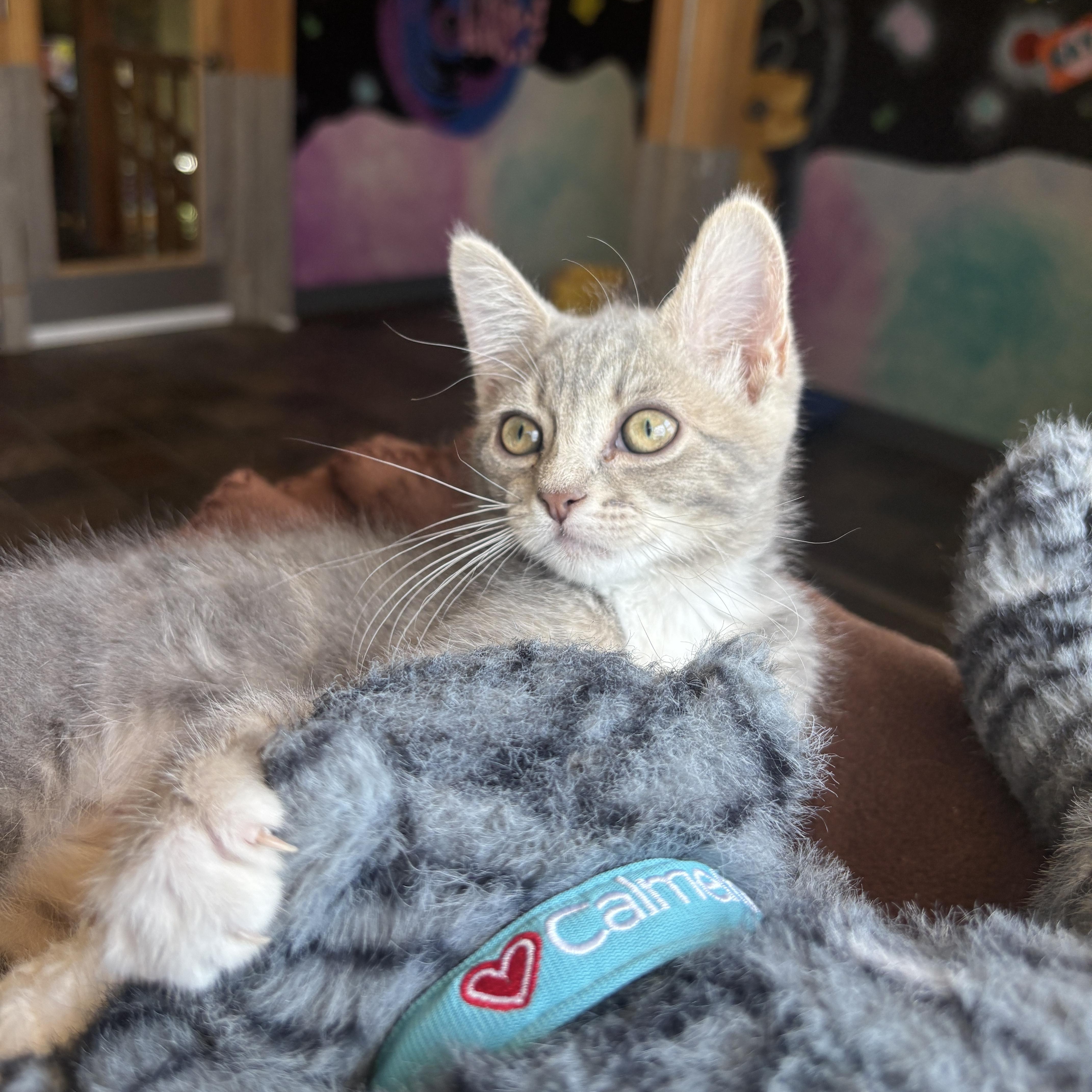 Enlarge Rosemary, an adopted Domestic Short Hair in Ridgway, CO image 5/6