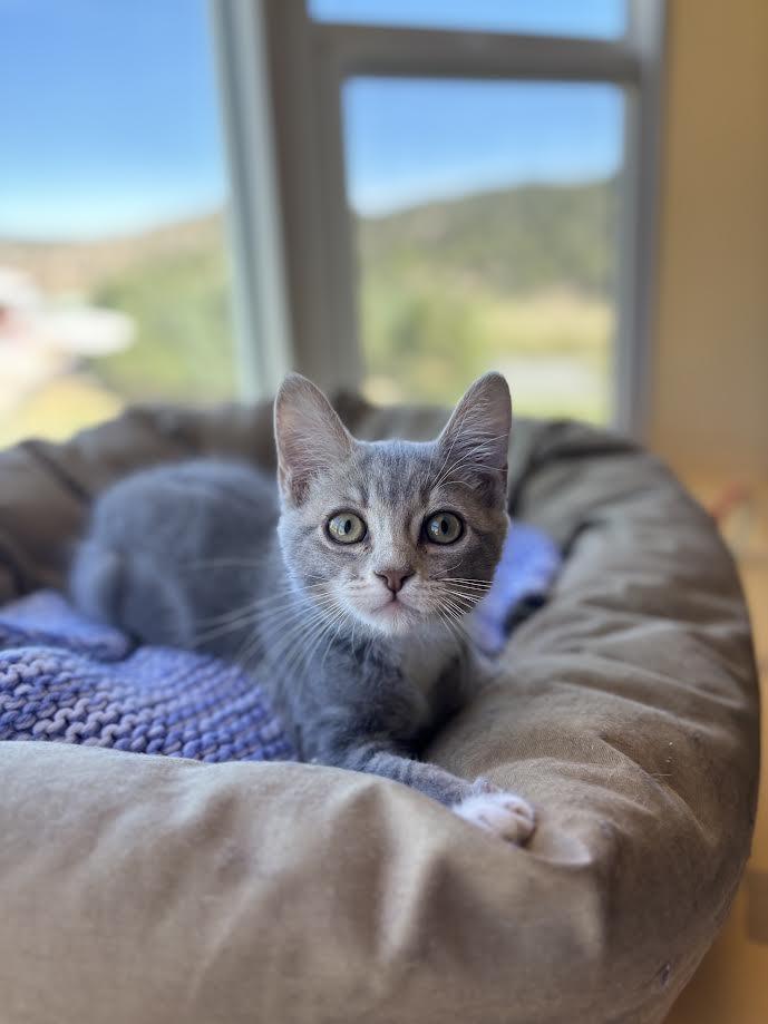 Enlarge Rosemary, an adopted Domestic Short Hair in Ridgway, CO image 1/6