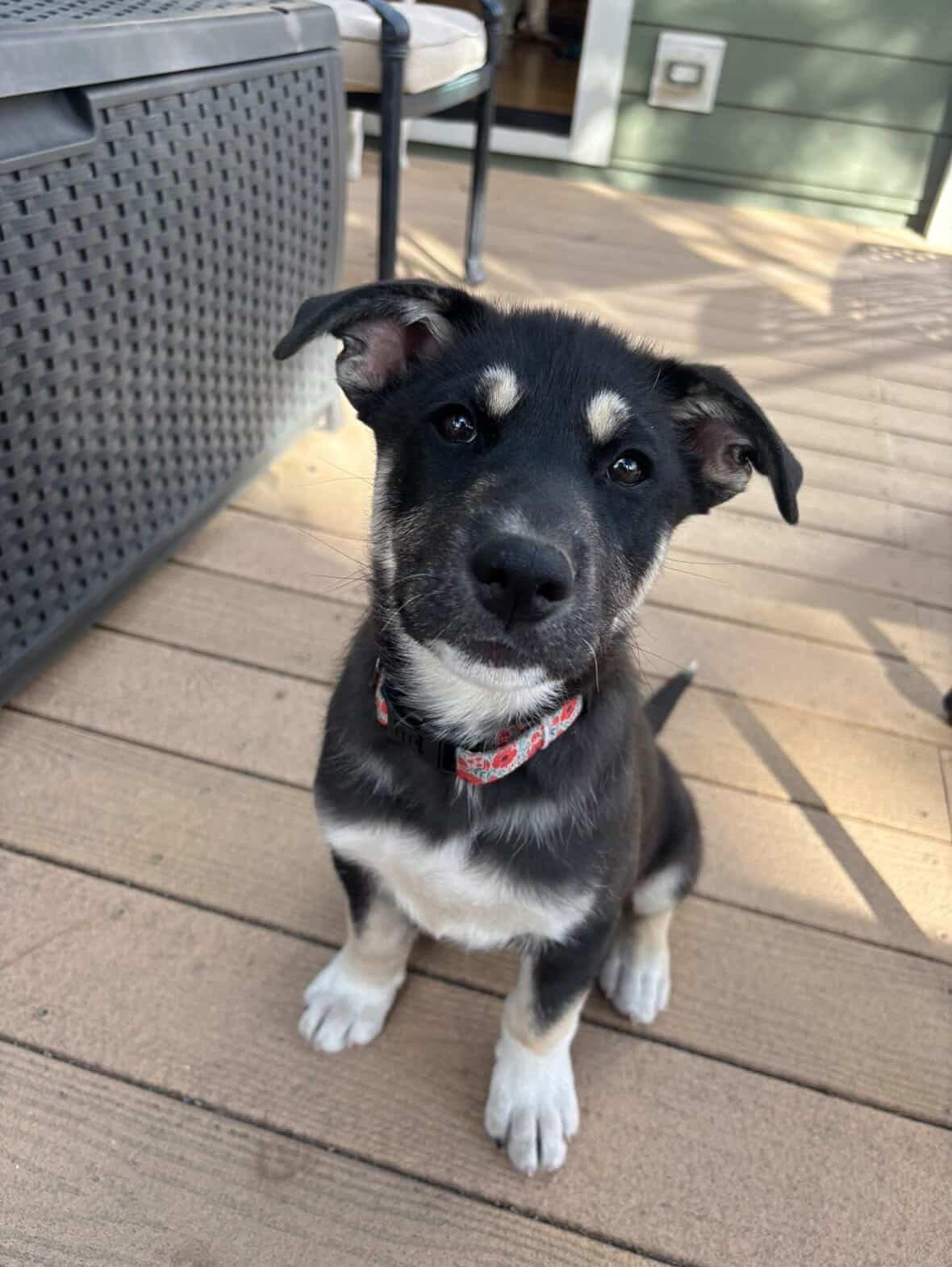 Cash, Adoptable, Puppy Male Shepherd & Husky.