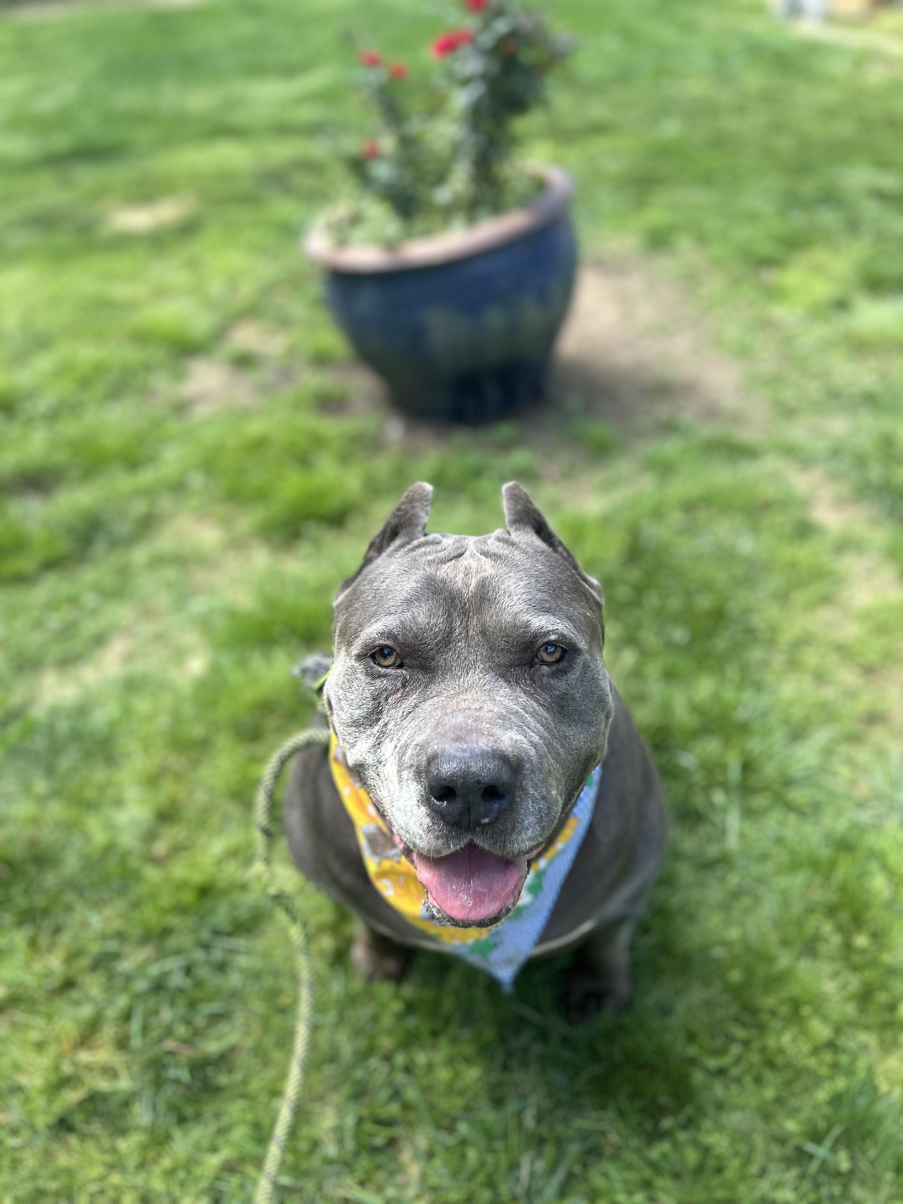 Zeus AKA Richard AKA Monster, a Adoptable mixed breed in Scottsville, KY image 1/6