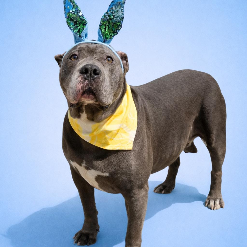 Zeus , Adoptable, Adult Male Cane Corso.