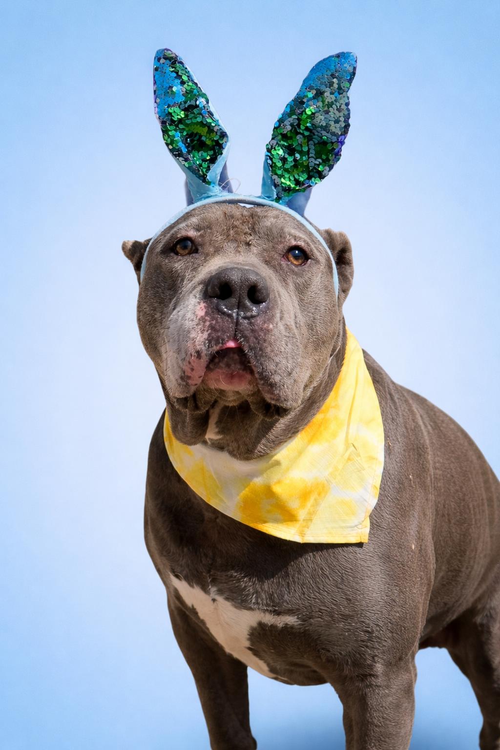 Enlarge Zeus , a Adoptable mixed breed in Scottsville, KY image 6/6