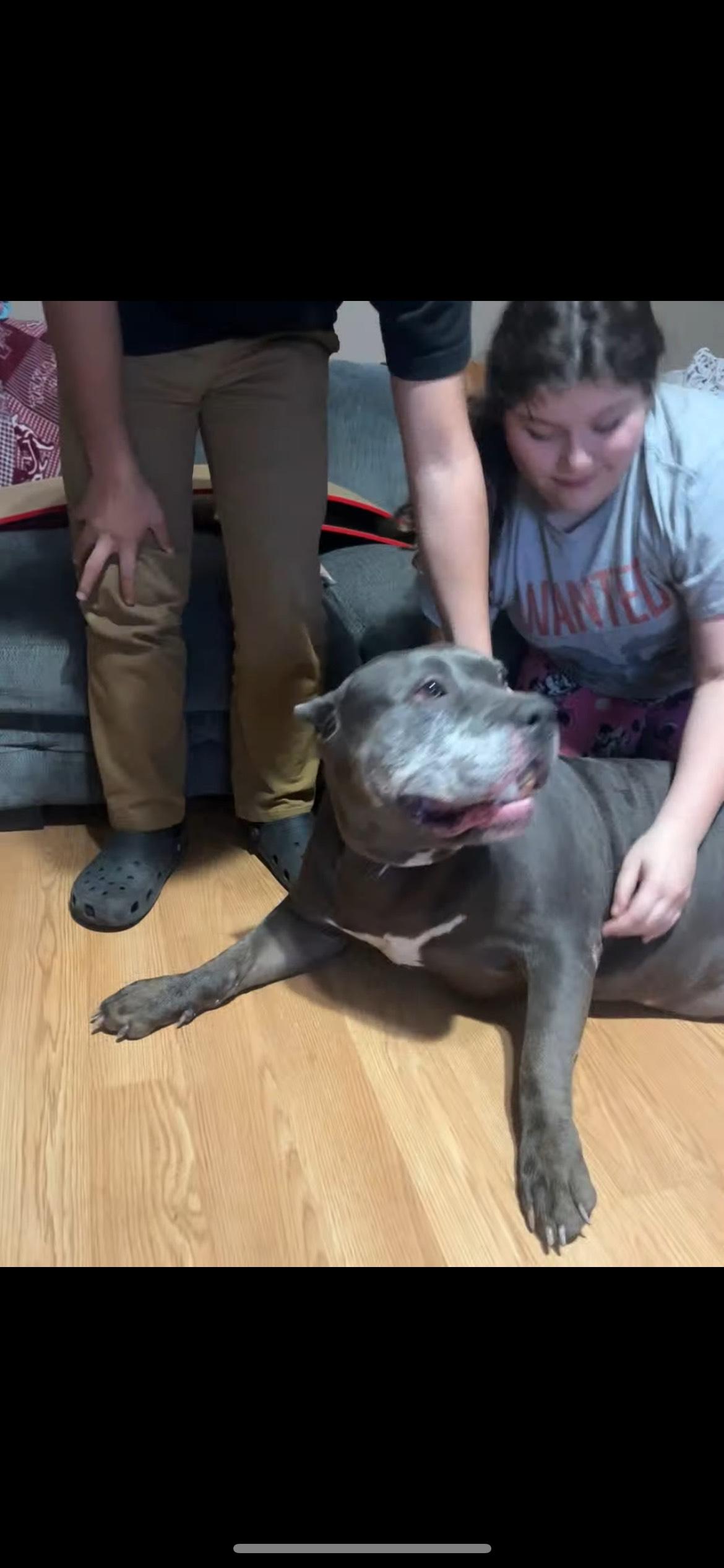 Zeus AKA Richard AKA Monster, a Adoptable mixed breed in Scottsville, KY image 6/6