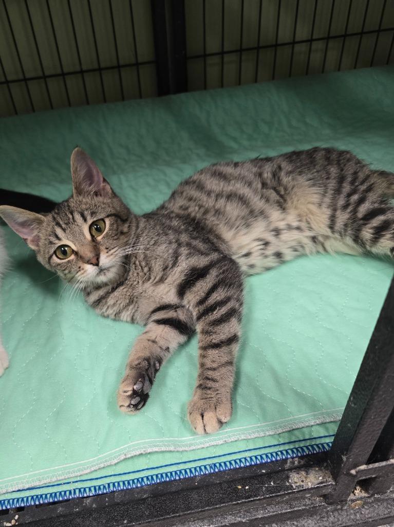 Bunsen, Adopted, Kitten Female Domestic Short Hair.