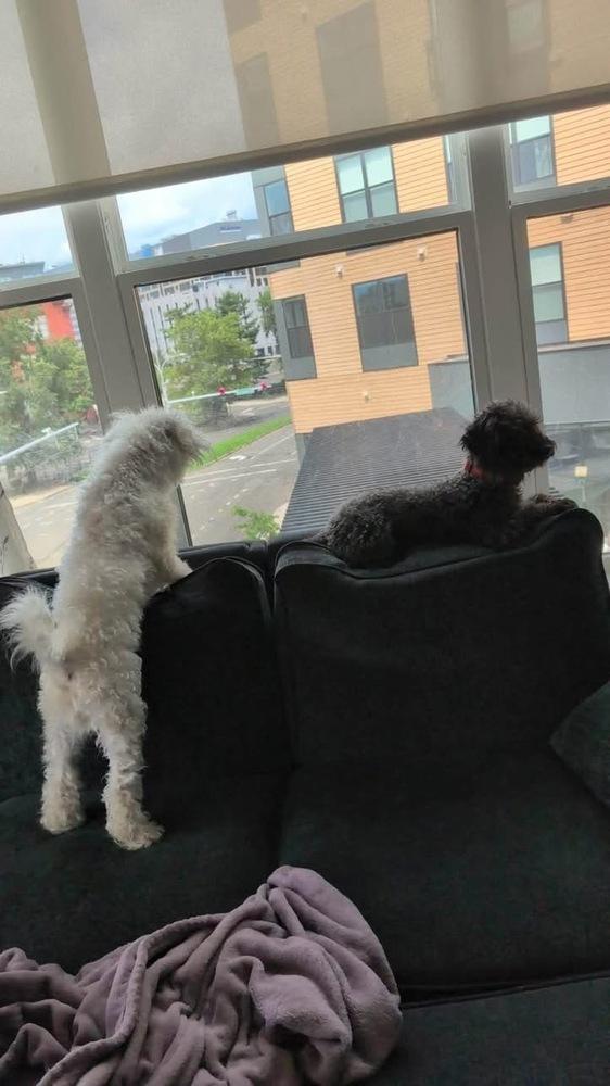 Tito, Adoptable, Young Male Bichon Frise & Poodle.