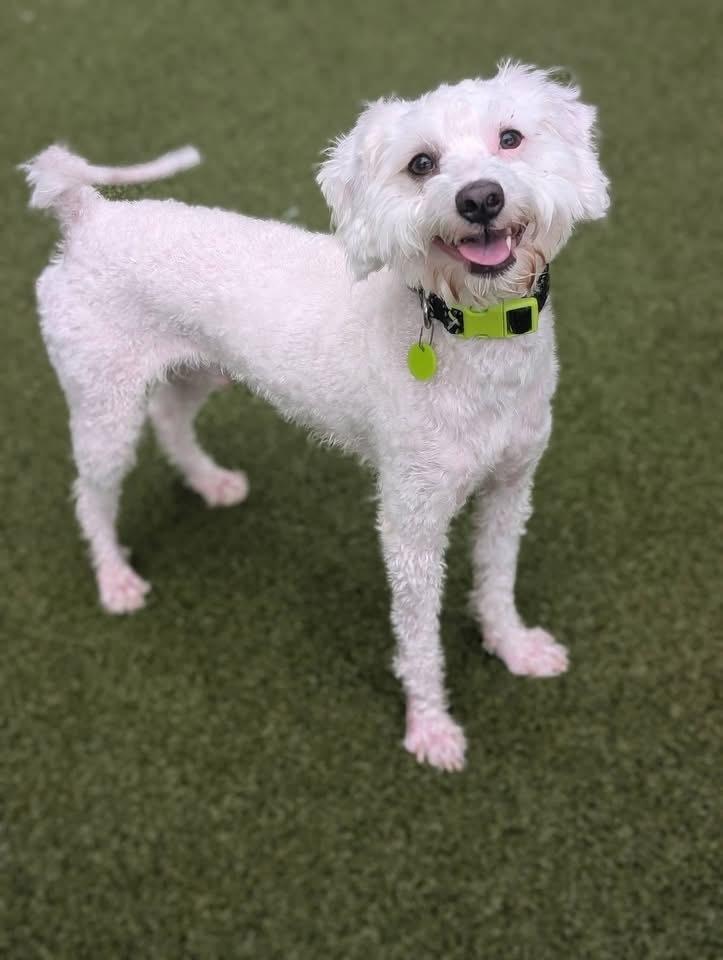 Enlarge Tito, a Adoptable mixed breed in Middletown, CT image 2/6