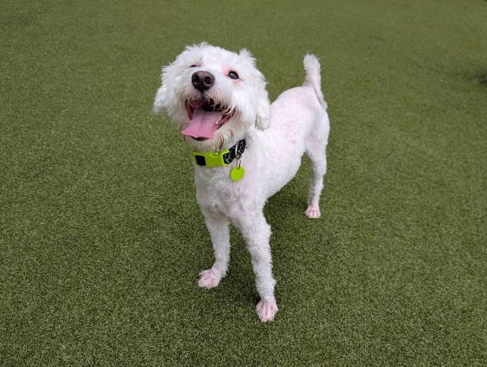 Enlarge Tito, a Adoptable mixed breed in Middletown, CT image 6/6