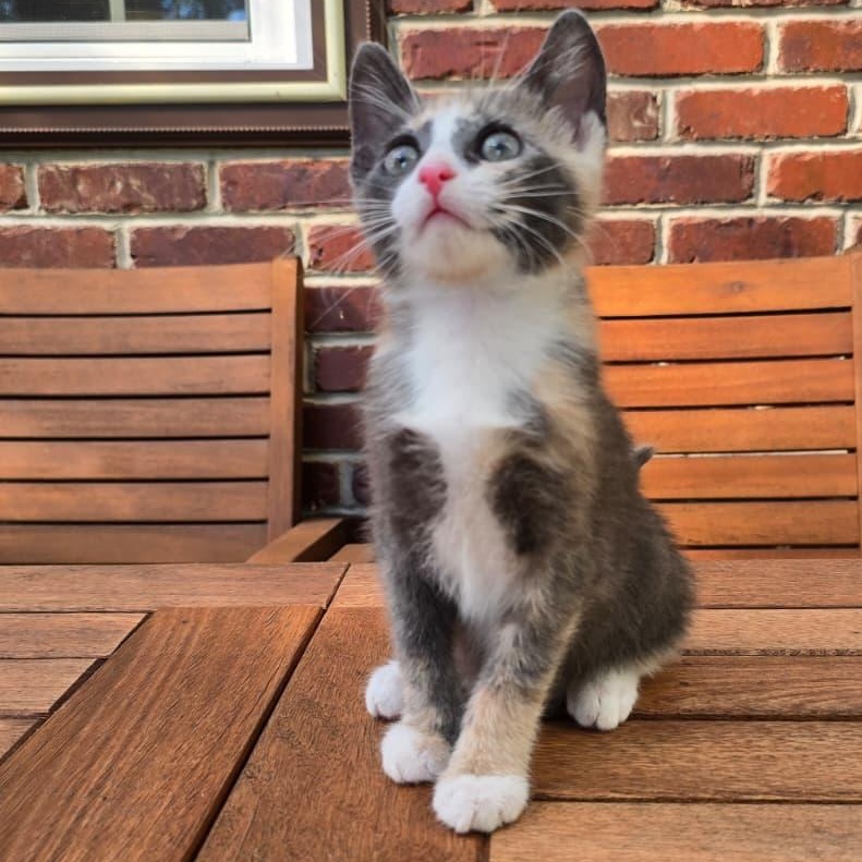 Enlarge Mercedes, a Adoptable Domestic Short Hair in Wrightstown, NJ image 2/5