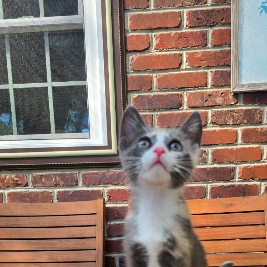 Enlarge Mercedes, a Adoptable Domestic Short Hair in Wrightstown, NJ image 3/5