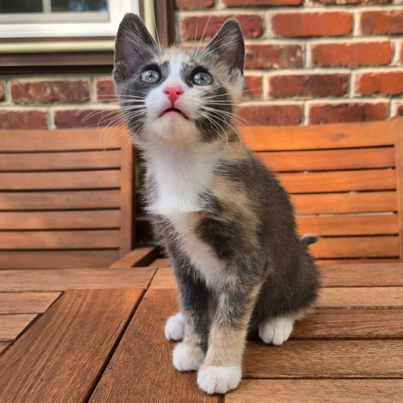 Mercedes, Adoptable, Kitten Female Domestic Short Hair.