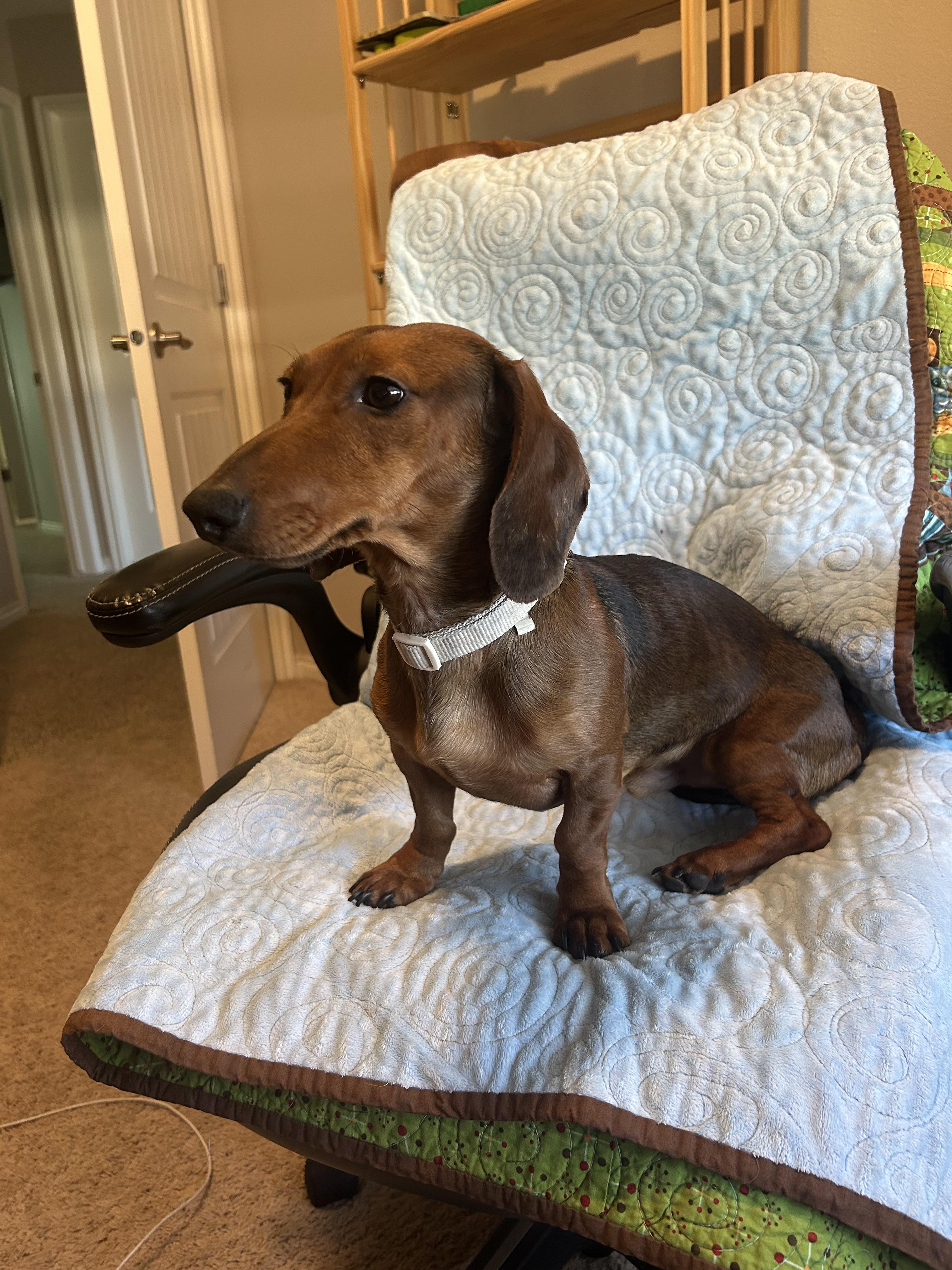 Lucky Luka, Adopted, Adult Male Dachshund.