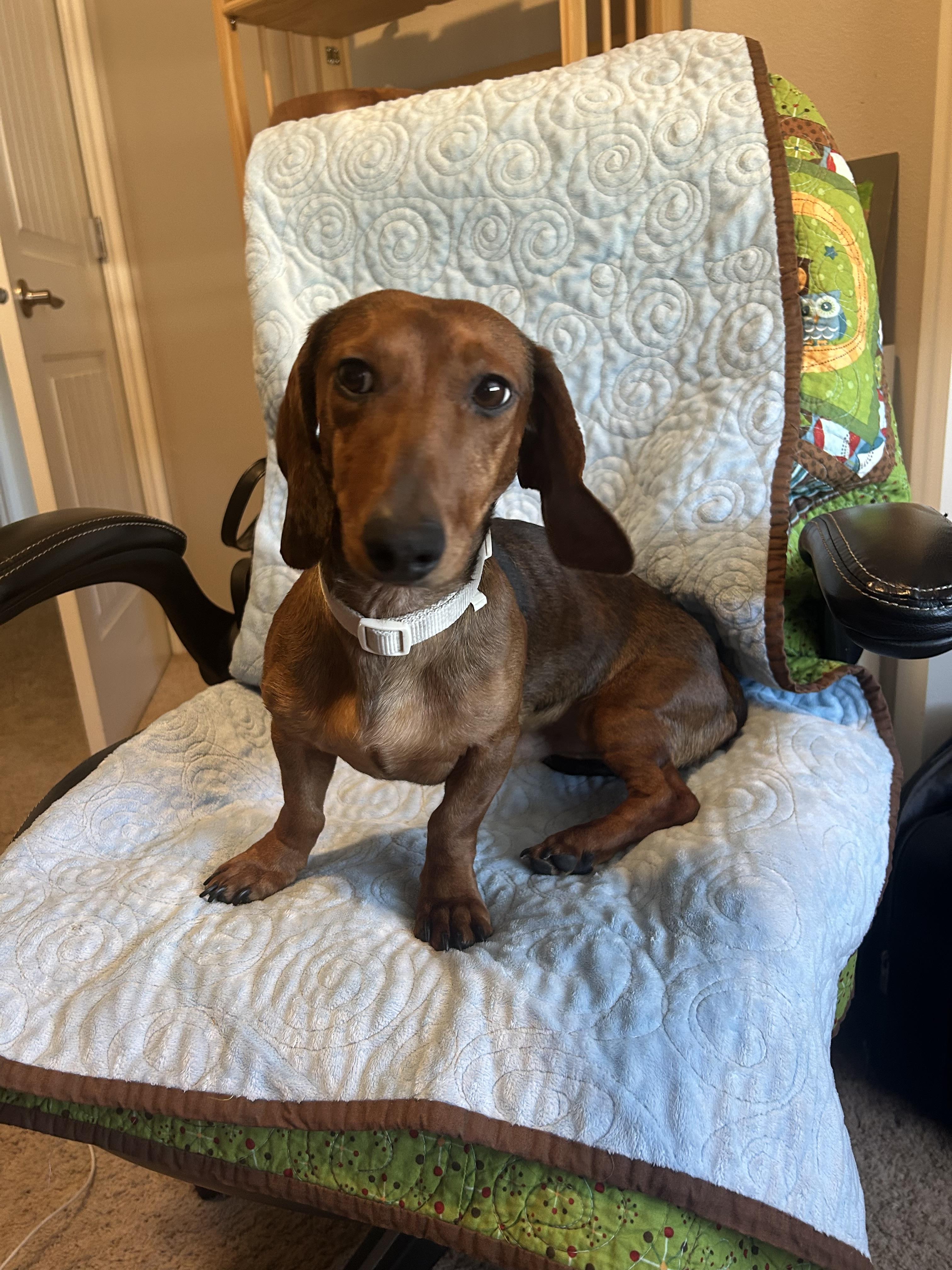 Enlarge Lucky Luka, a Adopted Dachshund in Twin Falls, ID image 2/2
