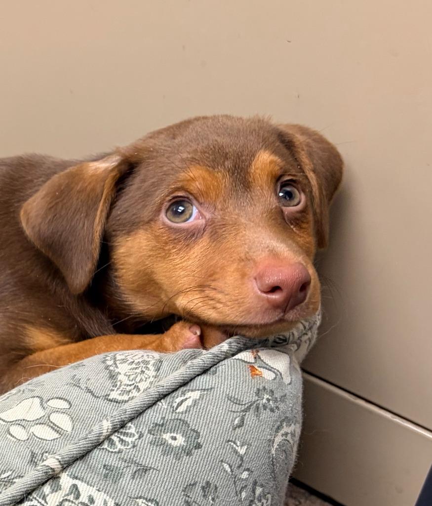 Nugget, Adoptable, Puppy Female Mixed Breed.