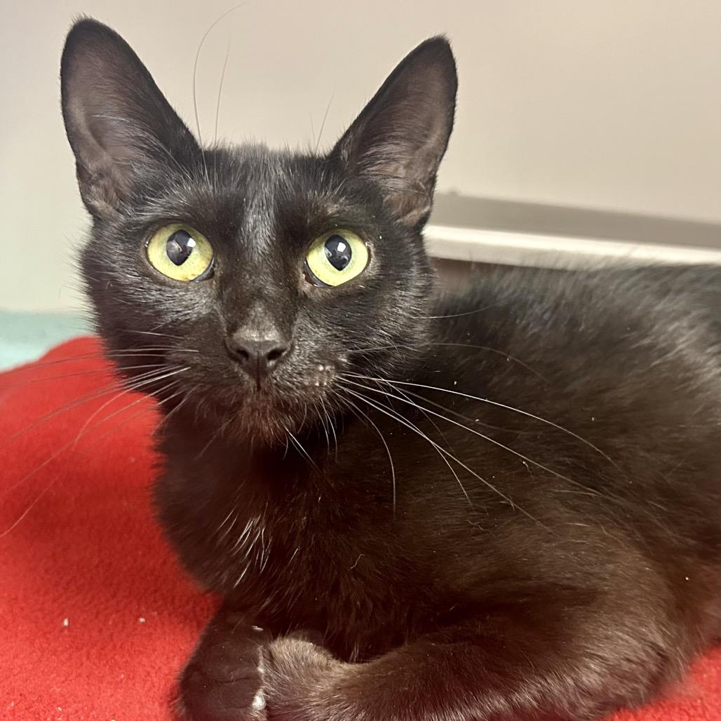 Licorice is at Petco, Adoptable, Young Female Domestic Short Hair.