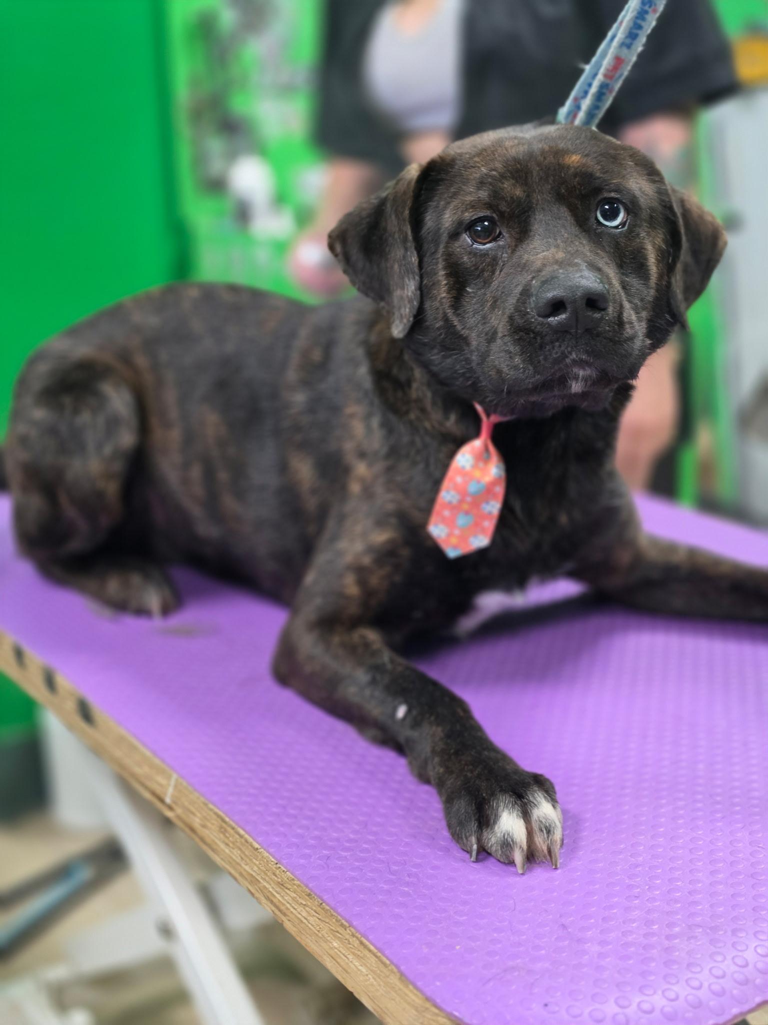 Enlarge Saddie, a ADOPTABLE mixed breed in atlanta, GA image 3/6