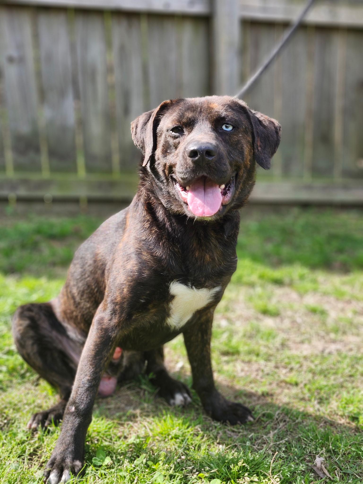 Enlarge Saddie, a ADOPTABLE mixed breed in atlanta, GA image 6/6