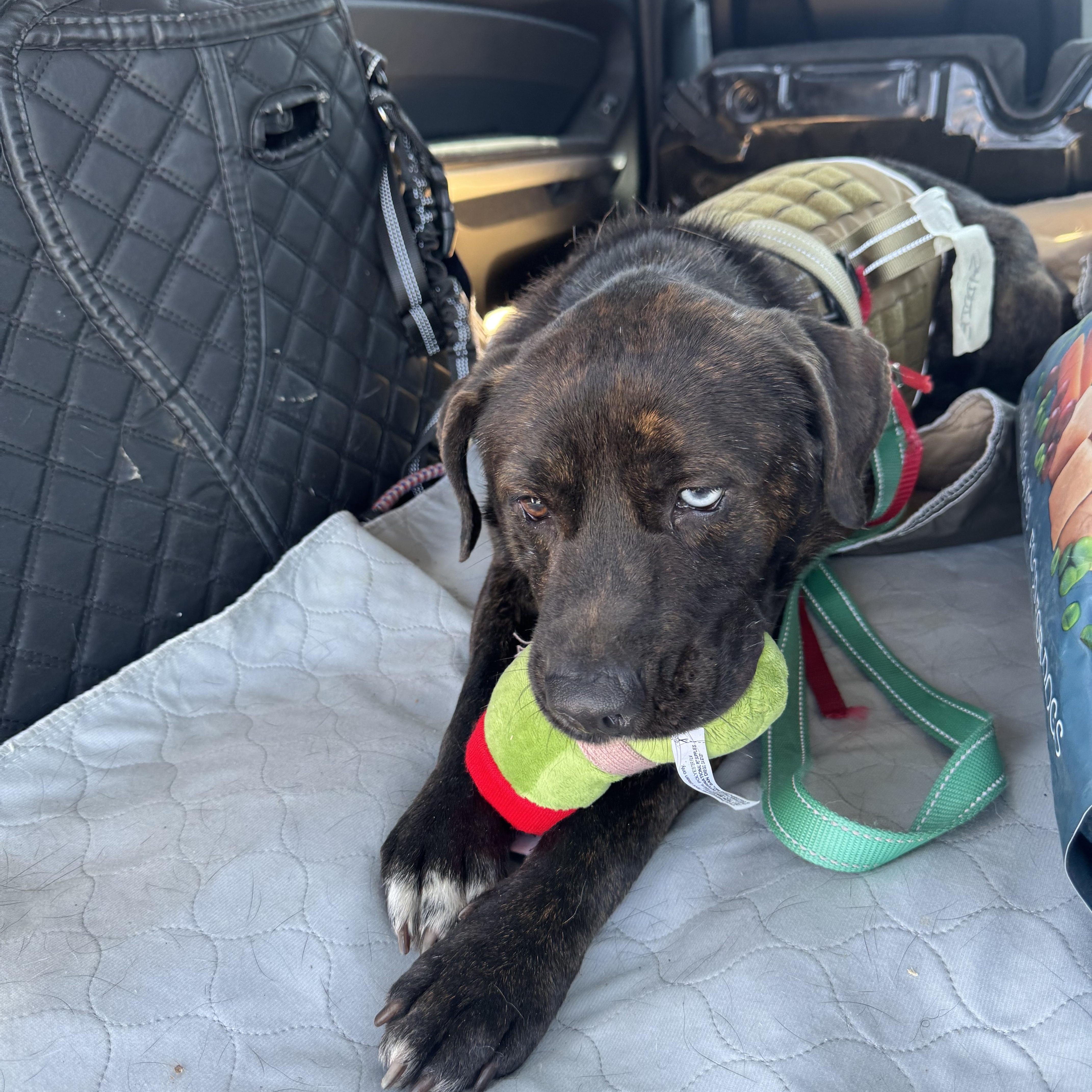 Enlarge Saddie, a ADOPTABLE mixed breed in atlanta, GA image 4/6