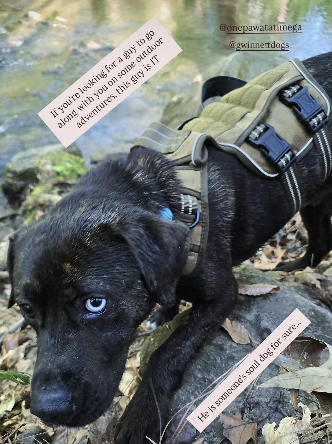 Enlarge Saddie, a ADOPTABLE mixed breed in atlanta, GA image 5/6