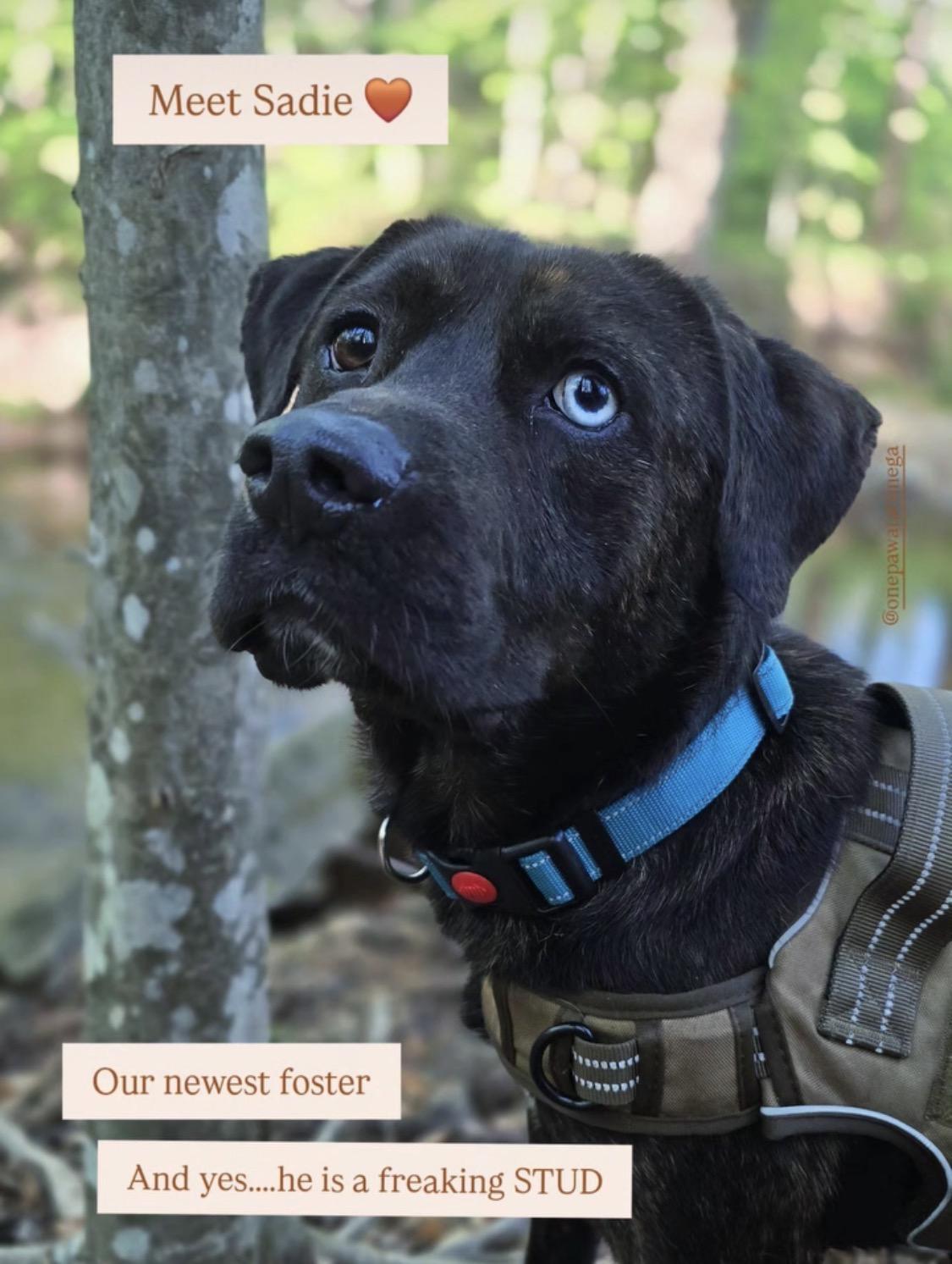 Saddie, ADOPTABLE, Young Male Mixed Breed.