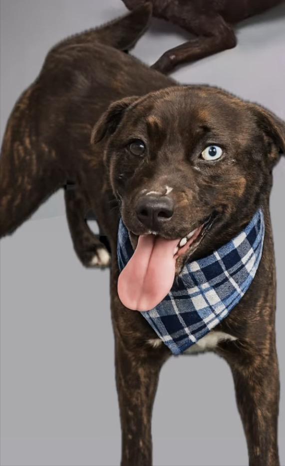 Enlarge Saddie, a ADOPTABLE mixed breed in atlanta, GA image 2/6