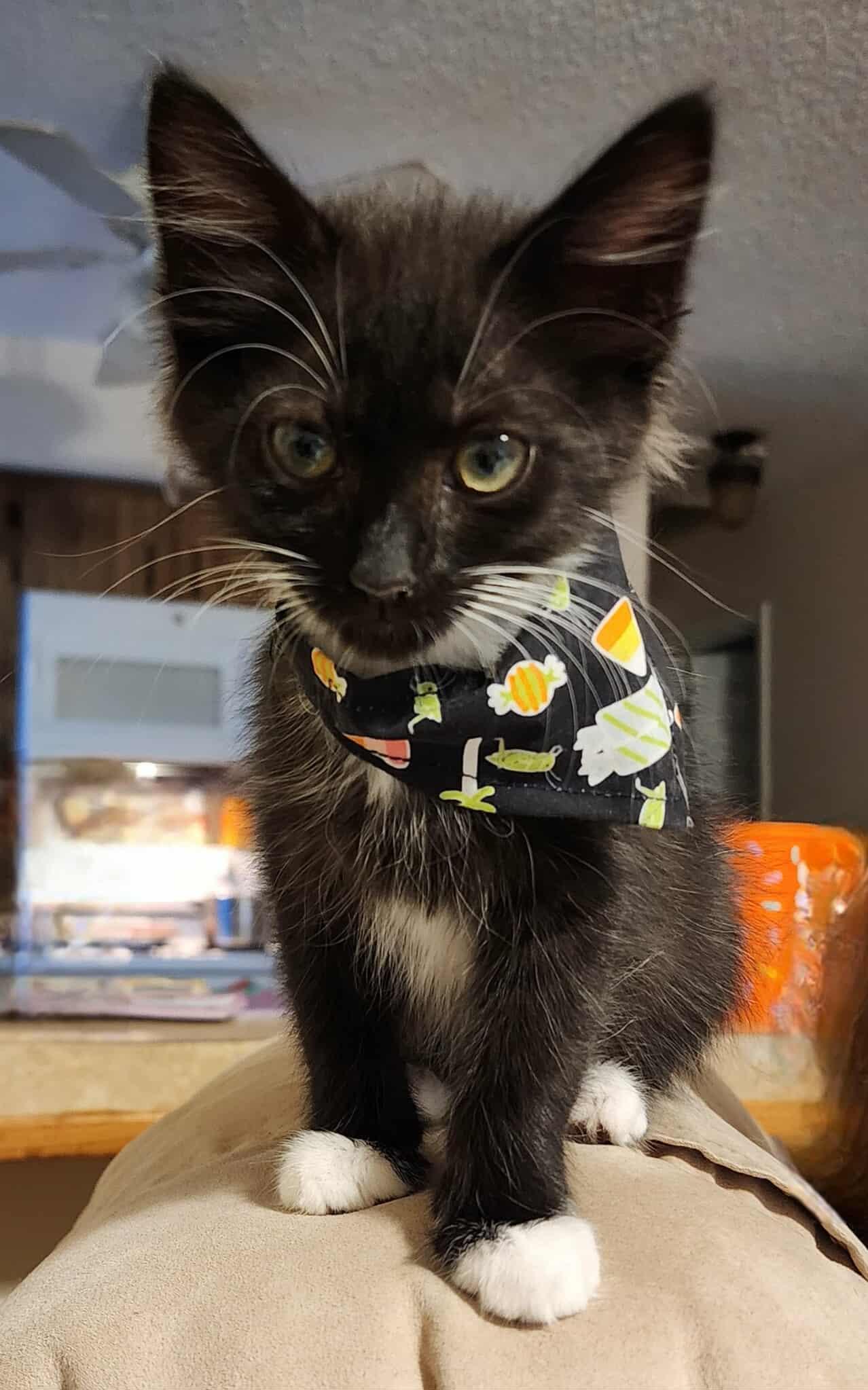 Kristin, adopted, Kitten Female Domestic Short Hair.