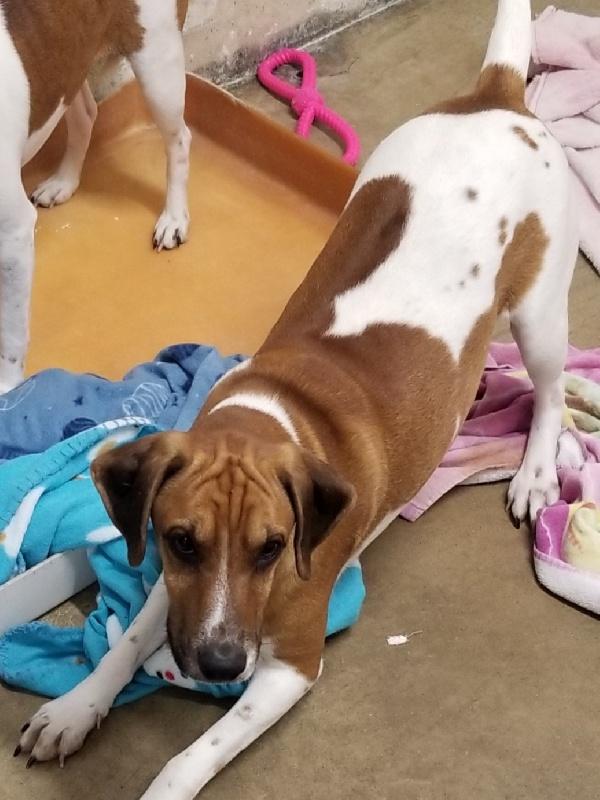 WILLOUGHBY, ADOPTABLE, Young Male Beagle & Terrier.