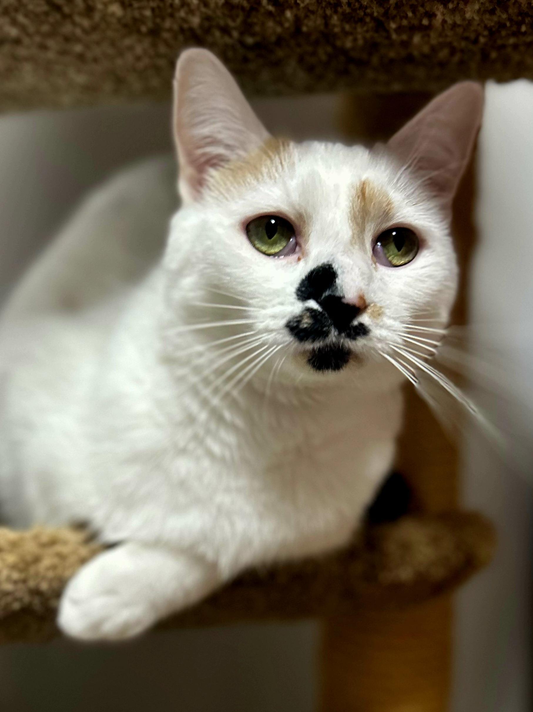 Calypso, Adoptable, Adult Female Domestic Short Hair.