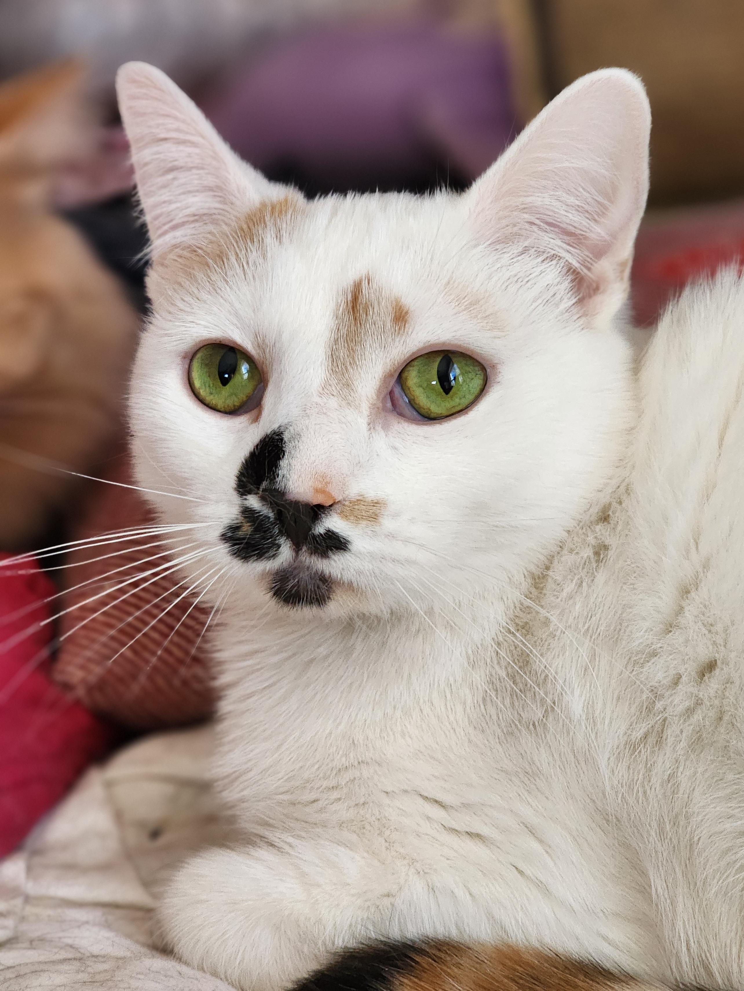 Calypso, Adoptable, Adult Female Domestic Short Hair.