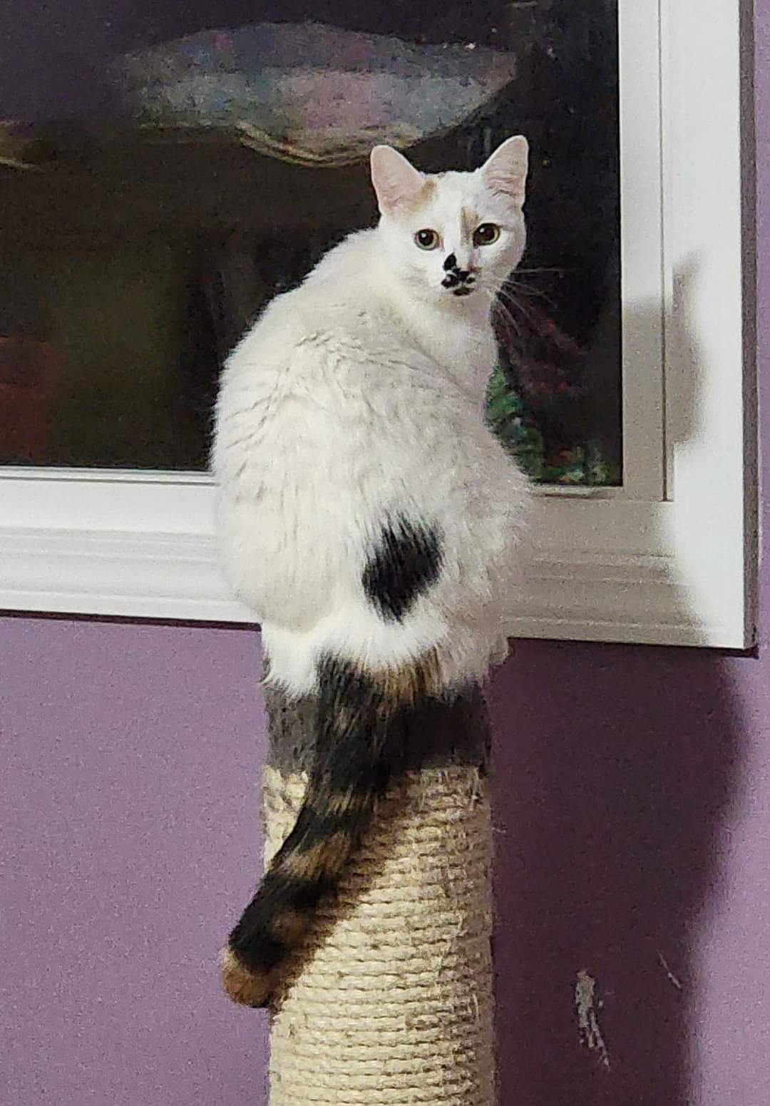 Calypso, a Adoptable Domestic Short Hair in Bristol, TN image 2/2