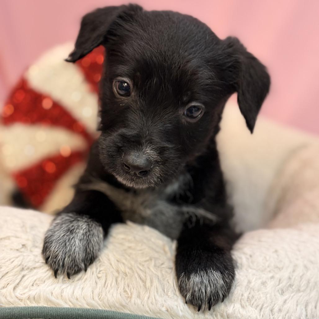 Enlarge Beth, a Adoptable mixed breed in Royse City, TX image 1/4