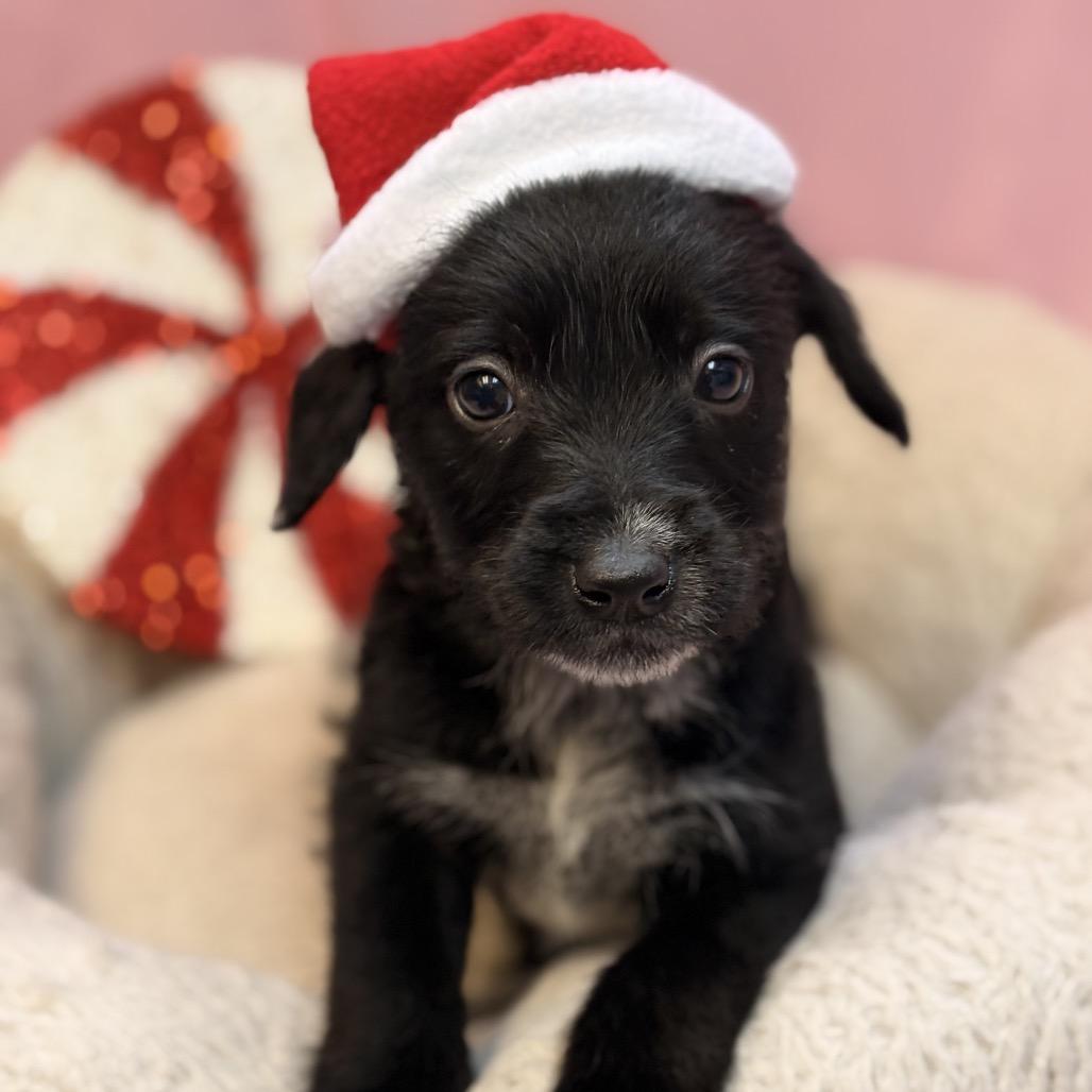 Enlarge Beth, a Adoptable mixed breed in Royse City, TX image 3/4