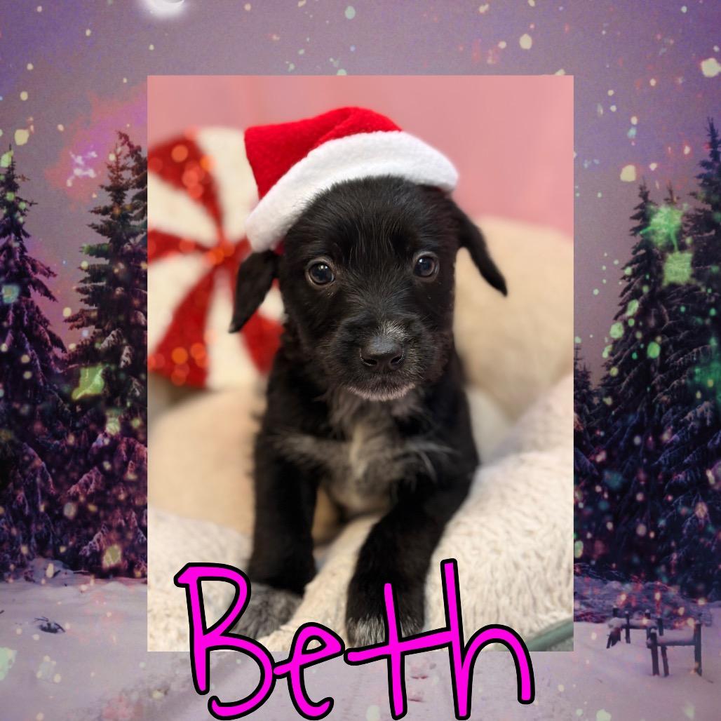 Enlarge Beth, a Adoptable mixed breed in Royse City, TX image 4/4