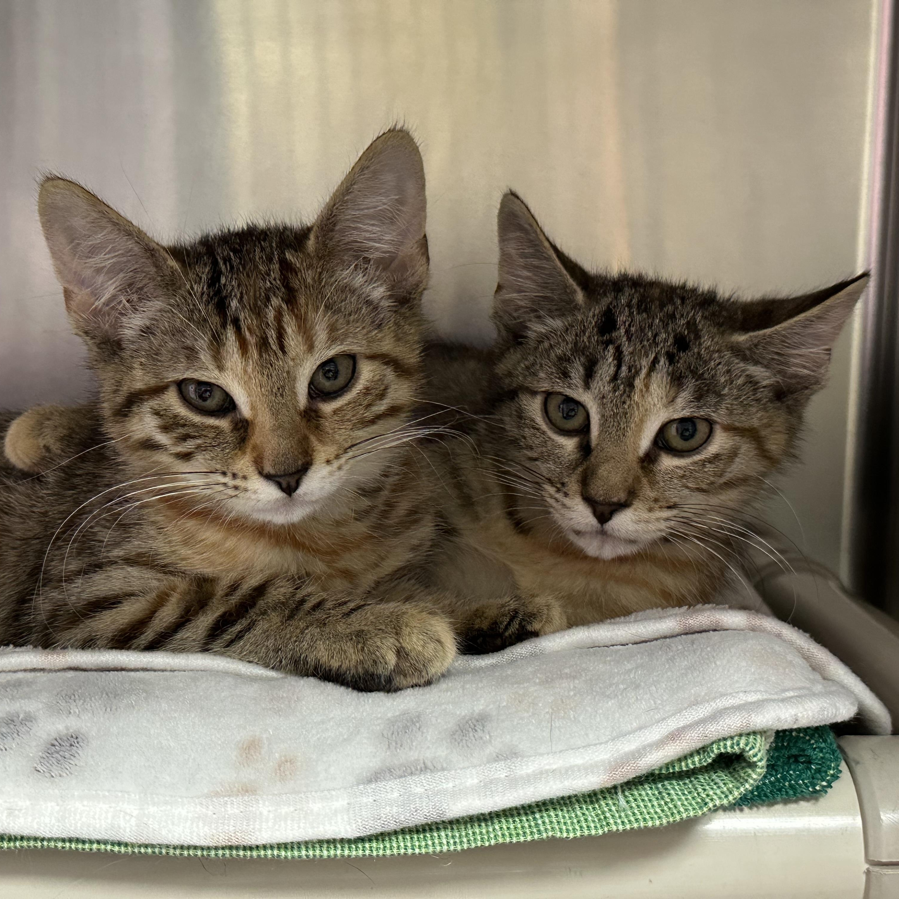 Esme and Estelle, adopted, Kitten Female Domestic Short Hair.