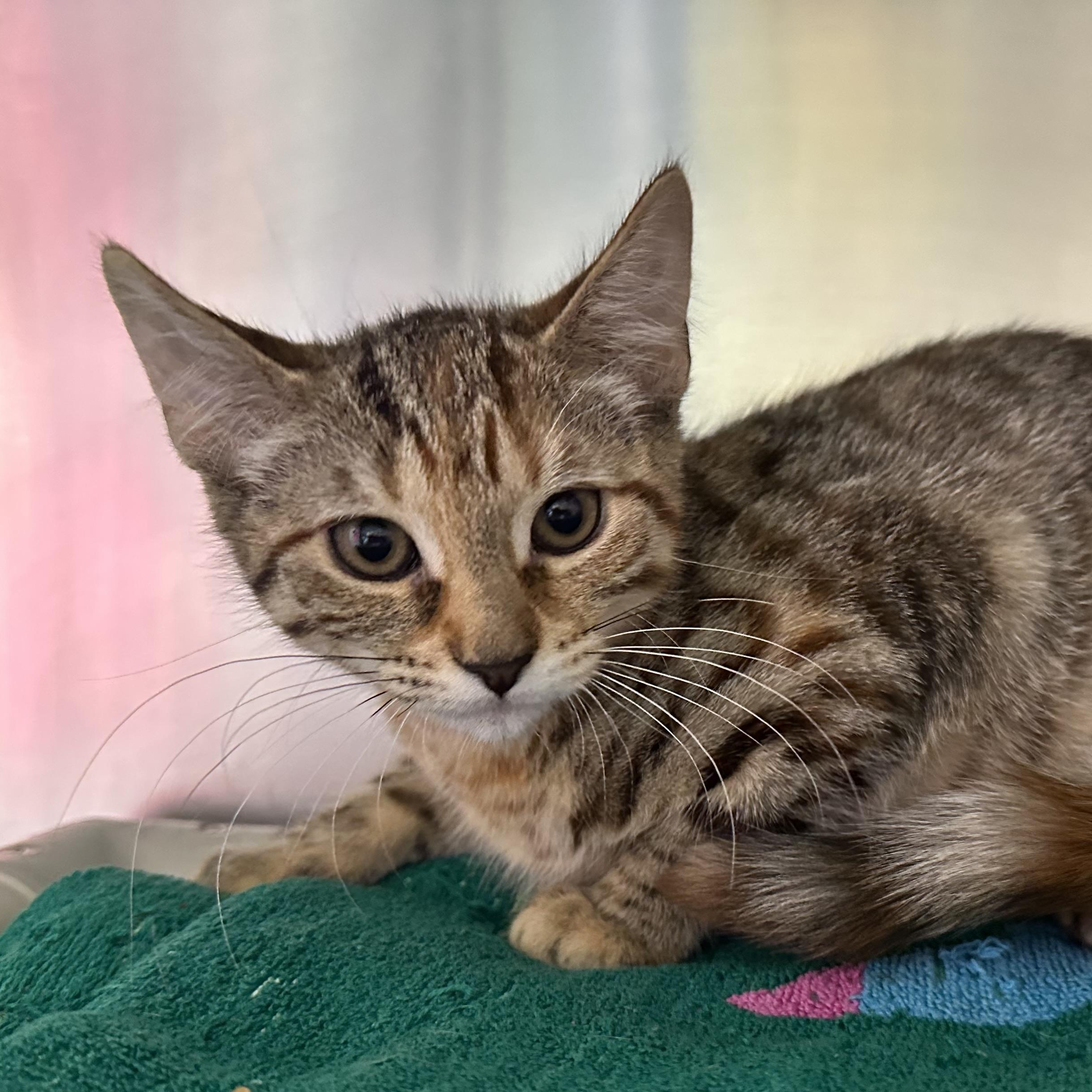 Esme and Estelle, an adopted Domestic Short Hair in Clifton, NJ image 3/5