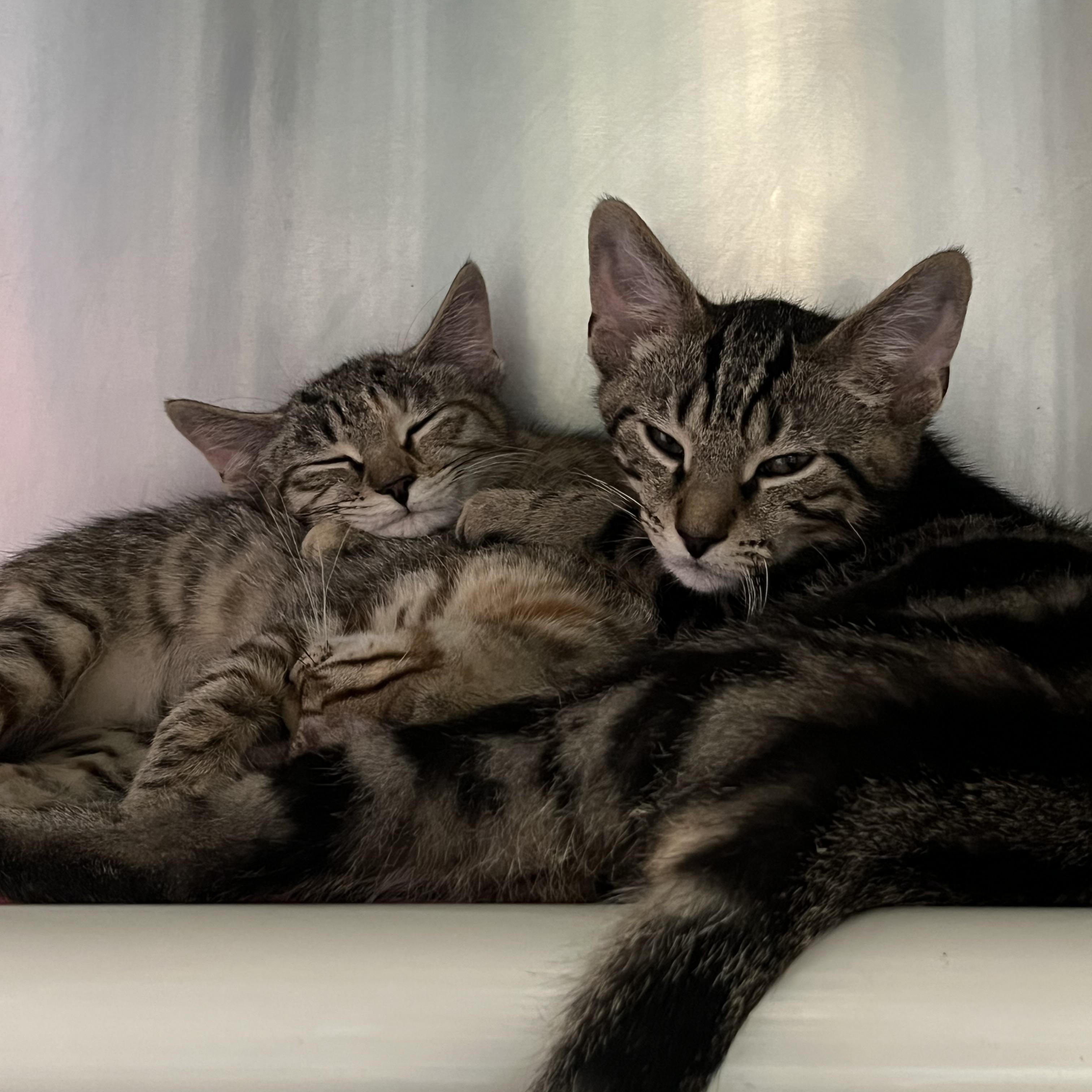 Esme and Estelle, an adopted Domestic Short Hair in Clifton, NJ image 2/5